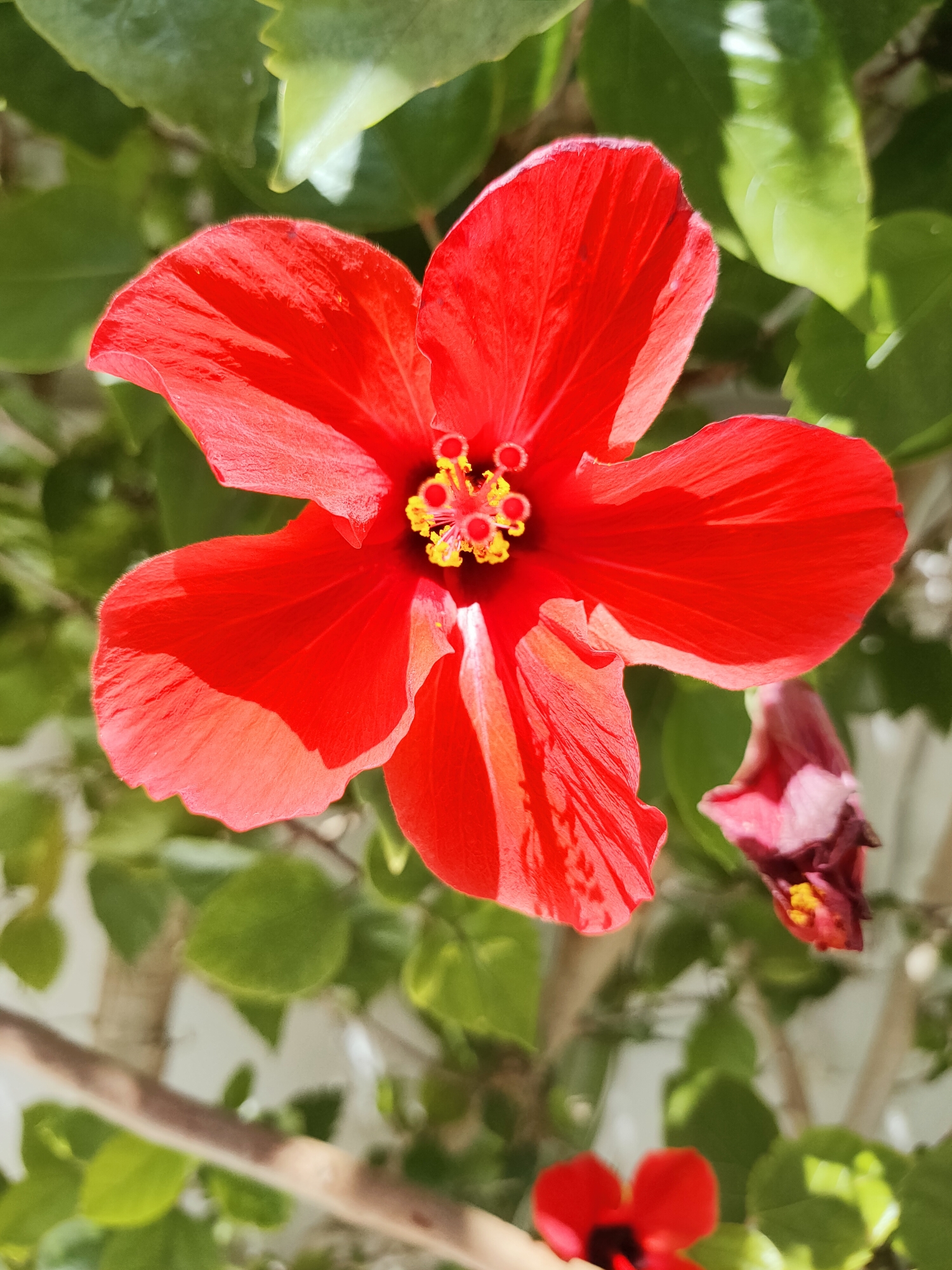 A close-up, high-angle shot shows a vibrant red hibiscus flower in full bloom. The flower's petals are a deep, rich red with visible texture and delicate veins. In the center, the stamen and pistil are prominent, featuring bright yellow pollen. The background consists of lush green leaves, blurred and out of focus, suggesting a garden setting. To the right of the main flower, a smaller, wilting red flower hangs downwards. In the lower portion of the image, another small red flower with a dark center is visible, also out of focus. A brown branch runs diagonally across the bottom half of the frame. The lighting suggests a sunny day, with highlights on the petals. The scene is set in the city of Mrezga, Tunisia.