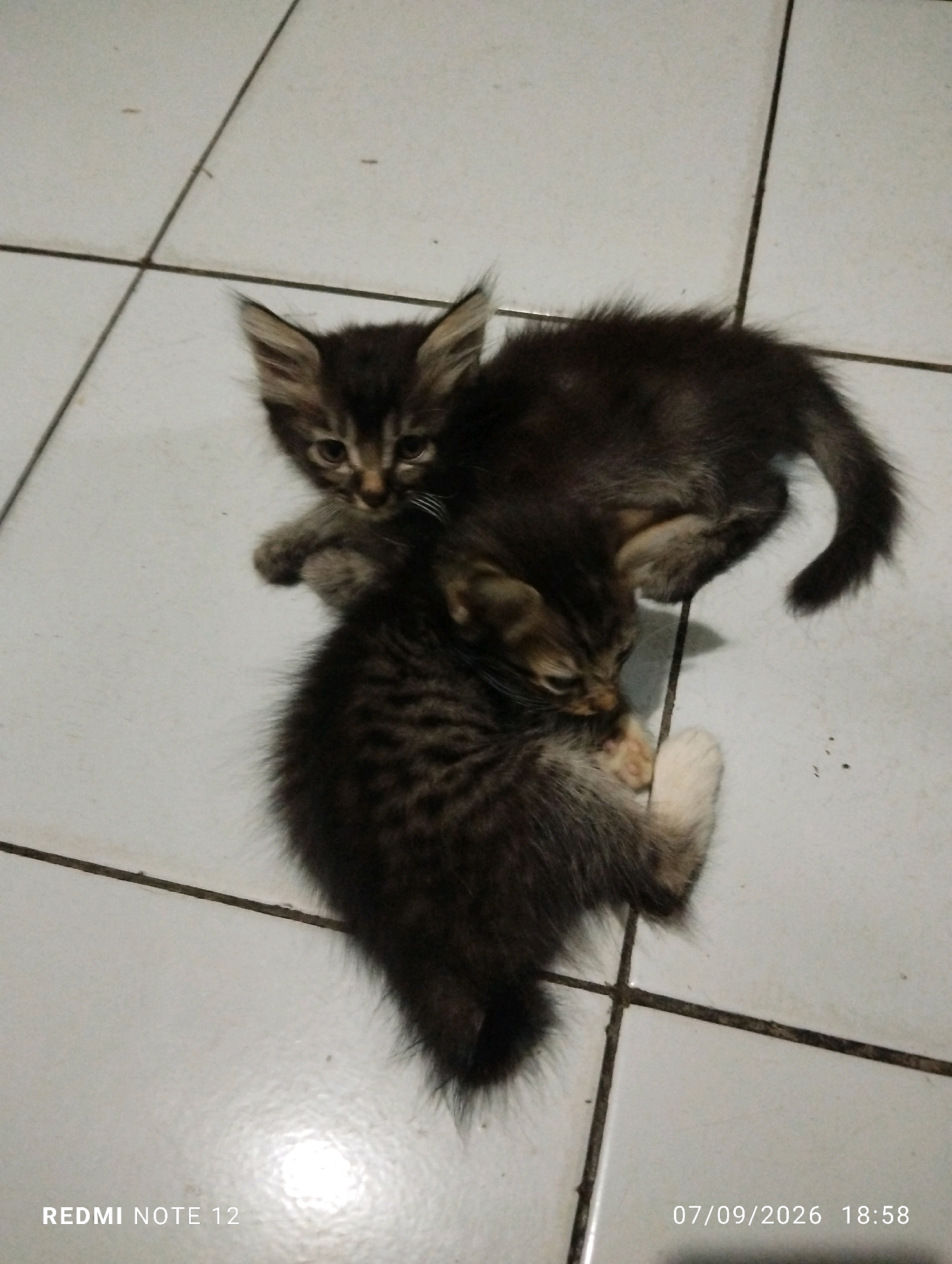 Two tabby kittens are lying on a tiled floor. The kitten in the foreground is curled on its side, with its face partially obscured by its paws. The second kitten is lying on top of the first, its head resting on the first kitten's back. The kittens appear to be sleeping or resting. The background is a plain tiled floor. The bottom of the image shows a watermark indicating "REDMI NOTE 12" and a date and time stamp of "07/09/2026 18:58". There is no information about the city of Bekasi, Indonesia, or any specific location within it in the image.