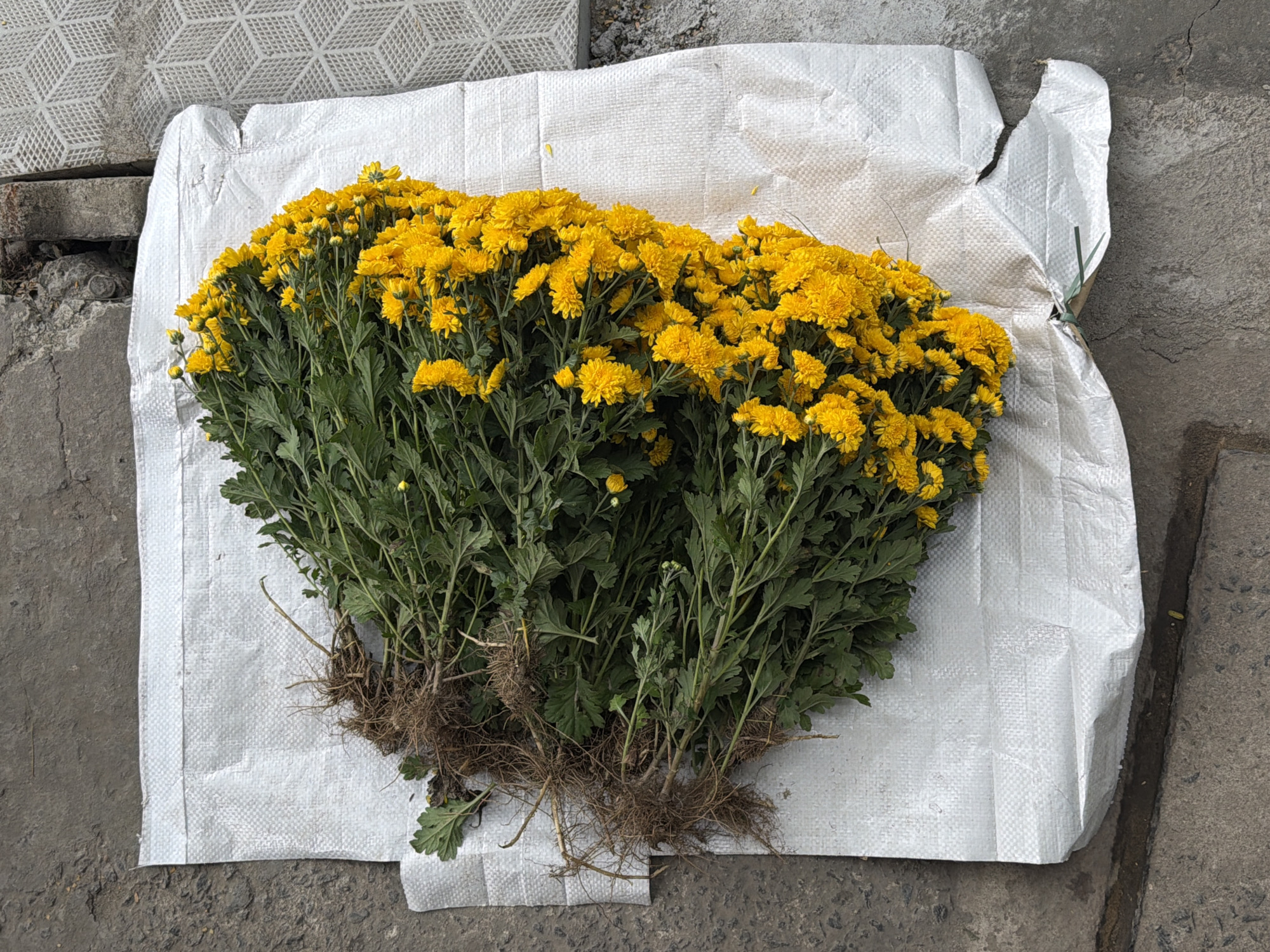 A large cluster of vibrant yellow chrysanthemums with green foliage and exposed roots is prominently displayed on a white, woven plastic sheet. The flowers are densely packed, showcasing numerous blooms and buds in various stages of opening. The stems are sturdy, and the roots, covered in soil, are clearly visible at the base of the plant bundle, indicating they were recently harvested or are intended for planting.
The white plastic sheet, which appears to be a section of a bag or tarp, is textured, wrinkled, and shows signs of wear and tears, providing a stark background for the colorful flowers. This entire arrangement rests on a rough, grey concrete surface. The concrete exhibits varied textures, cracks, and general wear. In the upper left corner, a section of a light-colored, geometric-patterned tile is visible next to a broken concrete edge. More cracked concrete and a narrow drainage groove can be seen along the right side of the image. The scene is brightly lit, suggesting it is daytime and outdoors, possibly at a market or roadside display. There are no people present, nor is any text visible.