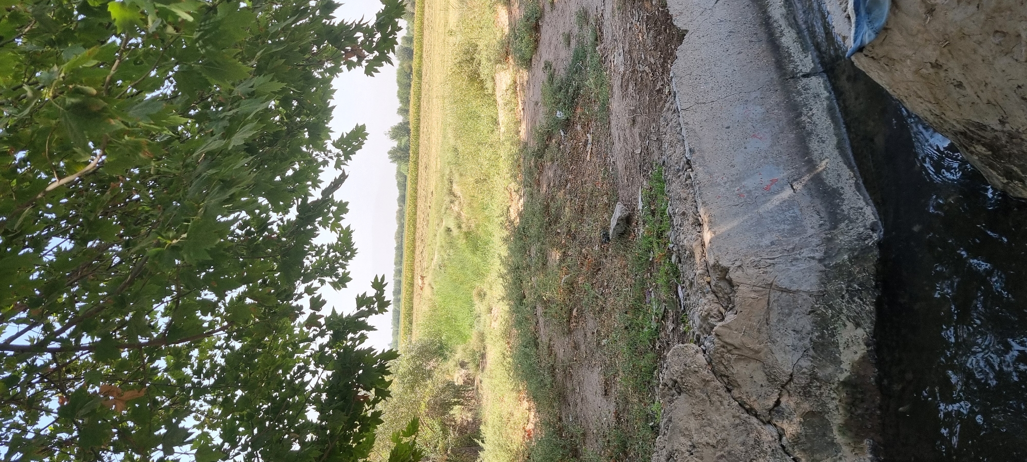 The image shows an outdoor scene in Jomi, Tajikistan, featuring a concrete channel in the foreground with dark water flowing through it. Above the channel, the ground is covered with dirt and sparse vegetation. Beyond this, a grassy area leads to a field with rows of crops, possibly corn, stretching towards the horizon. Trees are visible in the distance, and the sky is a pale blue. Lush green leaves from a tree canopy hang over the top portion of the image, casting shadows. The scene appears to be a rural or agricultural area.
