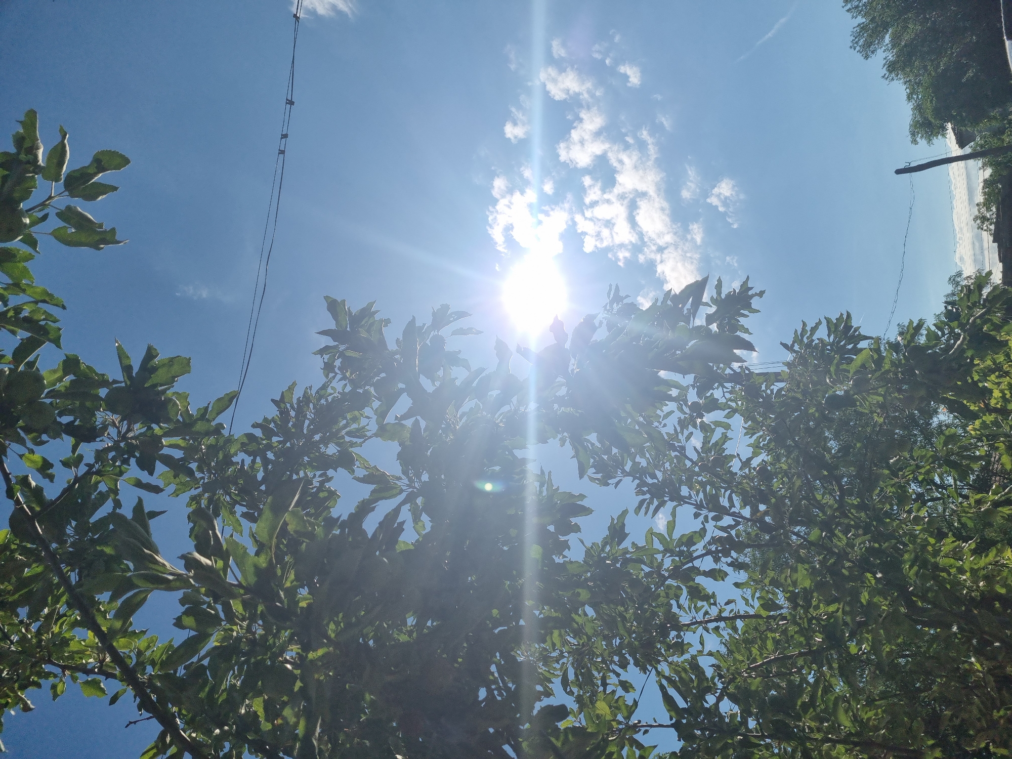 A low-angle shot captures a bright, sunny sky above lush green foliage. The sun, a brilliant white orb, shines intensely from the upper center, casting lens flare across the image and obscuring details within the leaves. Thin clouds dot the clear blue sky. A power line is visible horizontally across the upper right quadrant of the frame. In the lower right corner, the top of a wooden pole and more distant green trees are discernible. The image appears to be taken outdoors in Dabravka, Bulgaria, on a clear day with direct sunlight.
