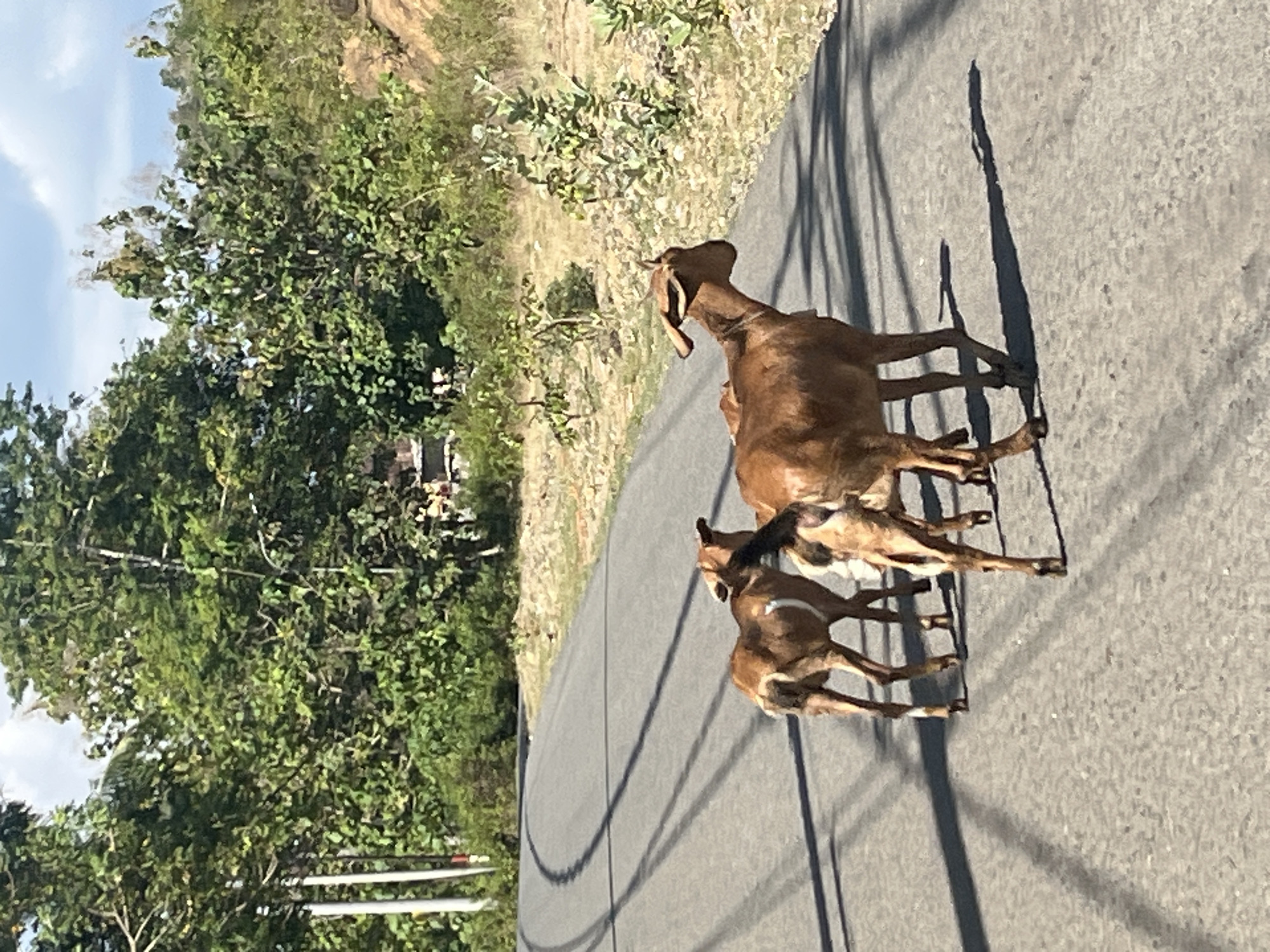 Three goats are walking on an asphalt road with some vegetation on the side and trees in the background. The goats are brown with some white markings. The road is curved, and there are shadows on the road. The sky is blue with some clouds.