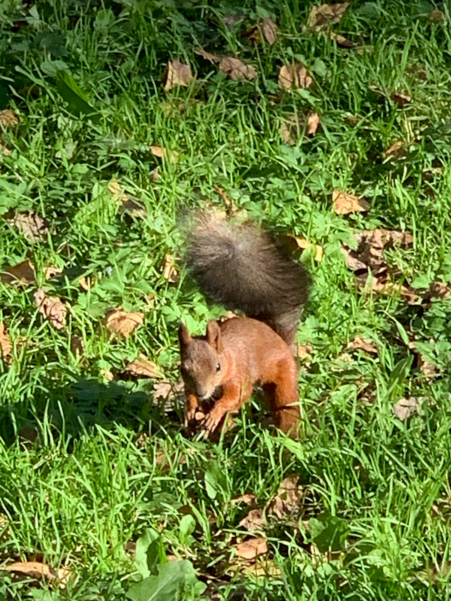 A squirrel with reddish-brown fur and a bushy tail is foraging in a patch of green grass interspersed with fallen brown leaves. The squirrel is positioned in the lower-center of the image, facing slightly to the left with its front paws near the ground, as if investigating something. The background consists of more grass and scattered leaves, suggesting an outdoor environment, possibly a park or garden. There is no information about the location in Prokopyevsk, Russia, or any humans present.