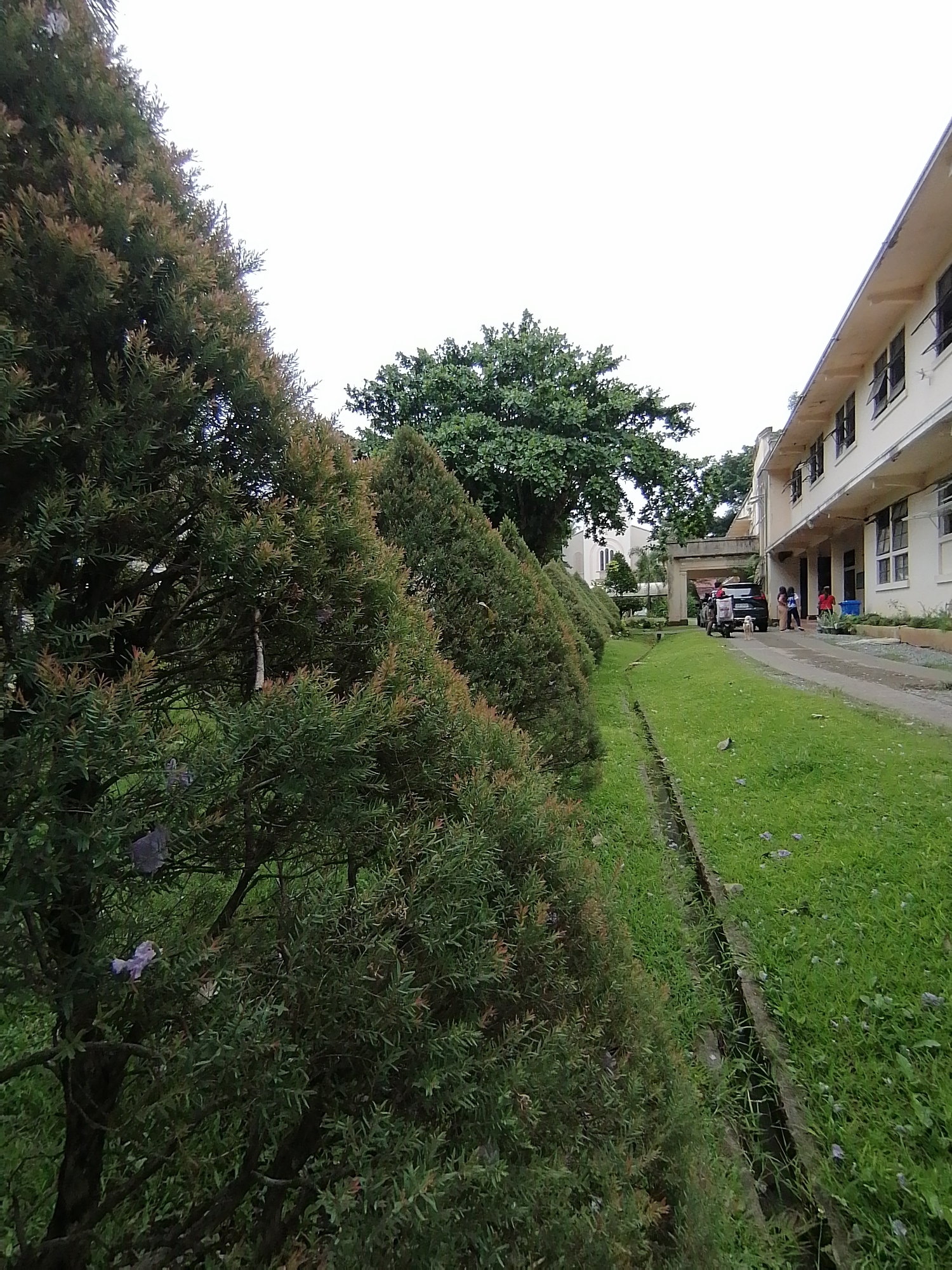 This image depicts an outdoor scene, likely within a compound or institutional area in Davao City, Philippines. A paved path or driveway extends from the mid-ground towards the background, flanked on the right by a long, multi-story building and on the left by a grassy area lined with lush hedges.
The building on the right is light-colored, featuring multiple windows with dark frames, some of which are open. Several individuals, including adults and children, are casually gathered or walking on the paved path adjacent to this building. A dark-colored SUV and a motorcycle are parked on the path near the people, and a small, light-colored dog stands nearby.
On the left, a dense row of green, conical hedges, possibly a species of *Syzygium* (brush box) or similar, shows new growth with reddish-brown tips. A concrete drainage ditch runs along the edge of the grassy strip parallel to these hedges. Beyond the hedges and grass, large, mature green trees are prominent, with a particularly large tree dominating the central background. Further in the distance on the left, a light-colored building with a distinct arched window, possibly a church or an older architectural structure, is partially visible.
The sky is bright white and overcast, suggesting an ordinary daytime scene without direct sunlight. The overall ambiance is calm and unhurried. No discernible text is visible within the image.