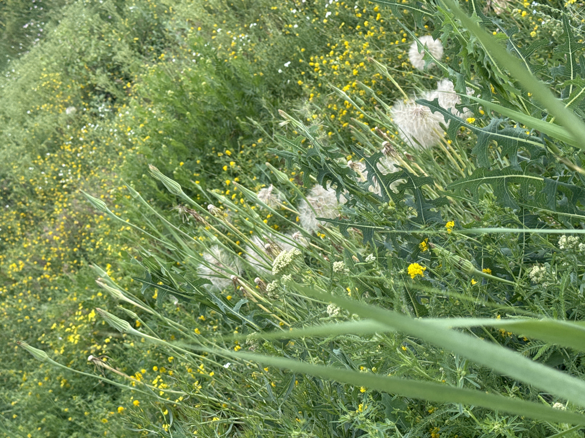 A close-up, high-angle, slightly tilted shot showcases a patch of wild vegetation teeming with life. The foreground is dominated by tall, fuzzy green stems and jagged, dark green leaves. In the mid-ground and background, a dense carpet of green foliage is punctuated by numerous small yellow flowers and some scattered white blooms. Several large, fluffy white seed heads, resembling dandelions gone to seed, are prominently featured, with one particularly large one in the lower right quadrant. The overall impression is a vibrant and natural scene, likely an untamed meadow or roadside verge. The image is taken in an outdoor environment with natural lighting.
