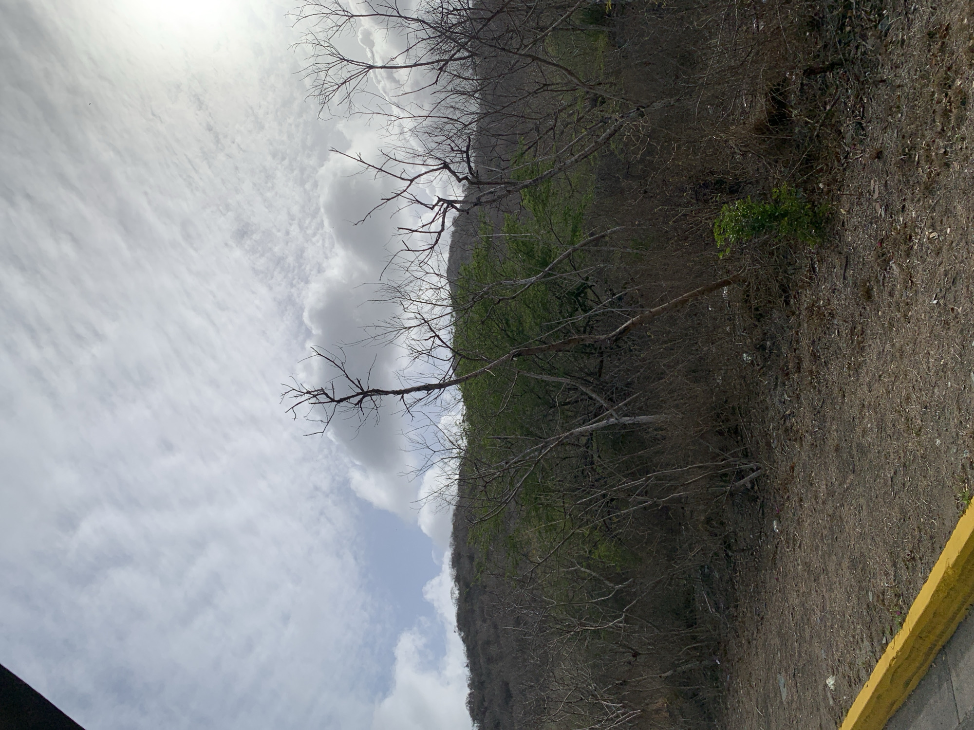 The image displays a natural landscape in La Asunción, Venezuela, dominated by a hillside and a cloudy sky. The perspective looks upwards towards the hill and the expansive sky.
The upper two-thirds of the frame are filled with a bright, overcast sky. White and grey clouds of varying density span the expanse, with a particularly bright, diffused light source, likely the sun, visible towards the upper left. Patches of lighter blue sky are visible between the clouds on the right side.
The middle ground is occupied by a steep hillside covered primarily with deciduous trees. Most of these trees are bare, featuring a dense network of brown, leafless branches that stand out against the terrain. However, scattered patches of vibrant green foliage are interspersed among the barren trees, suggesting areas of active growth or a different species of plant. The ground on the hillside appears dry and earthy.
In the foreground, particularly along the bottom right edge, a section of dry, light brown earth is visible, dotted with sparse vegetation. A prominent bright yellow curb or barrier runs diagonally across the bottom right corner, indicating the presence of a paved area or road just outside the frame.
The scene captures a static natural environment, likely during a dry season given the prevalence of bare trees. No people or specific activities are depicted. The time of day appears to be daytime under diffused sunlight. There is no visible text in the image.