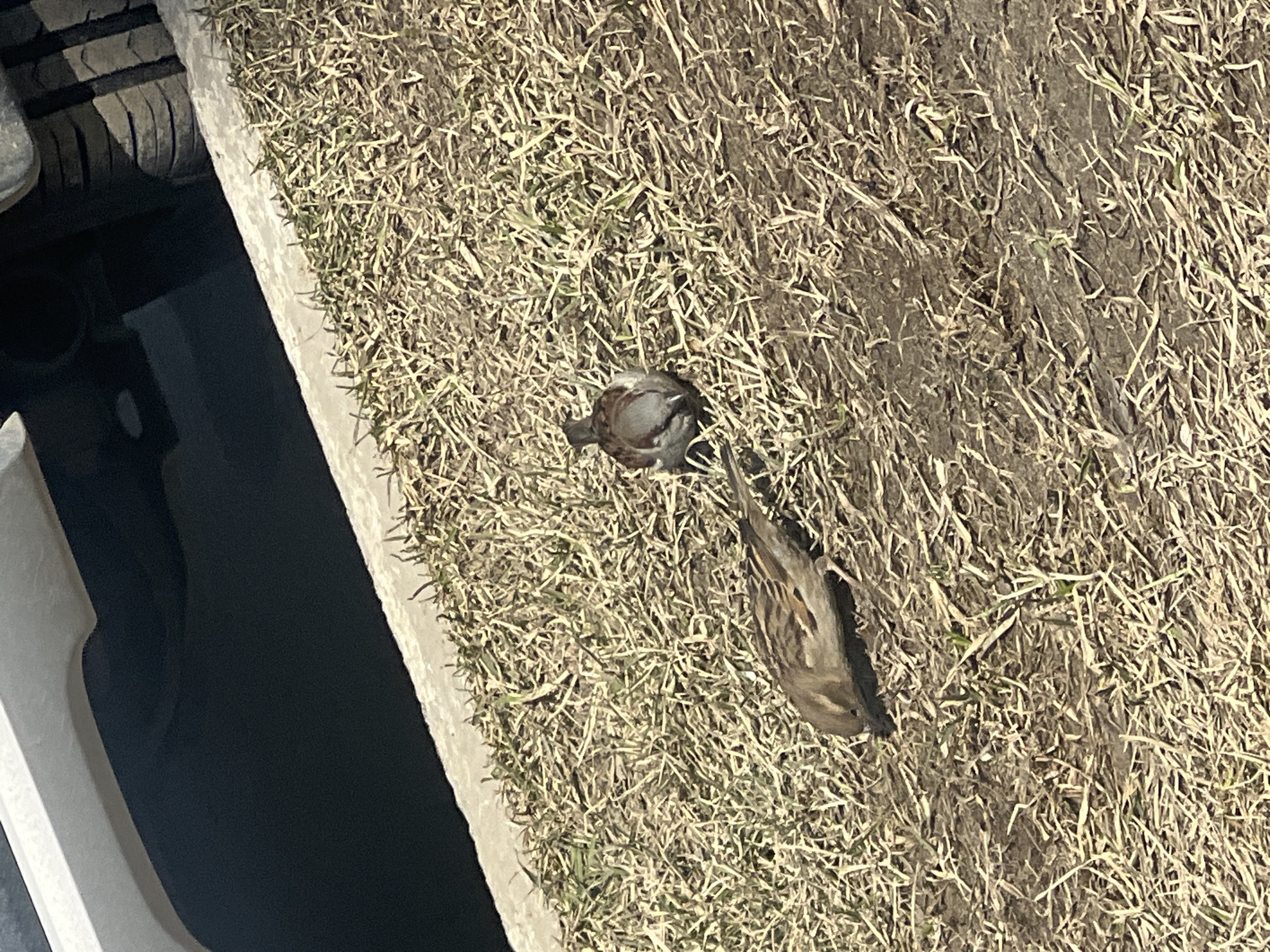The image depicts two birds lying on dry grass next to a concrete curb and a vehicle tire. The location is not discernible as Chaikovsky, Russia or any other specific location. One bird is positioned head-on towards the camera, while the other lies stretched out nearby.