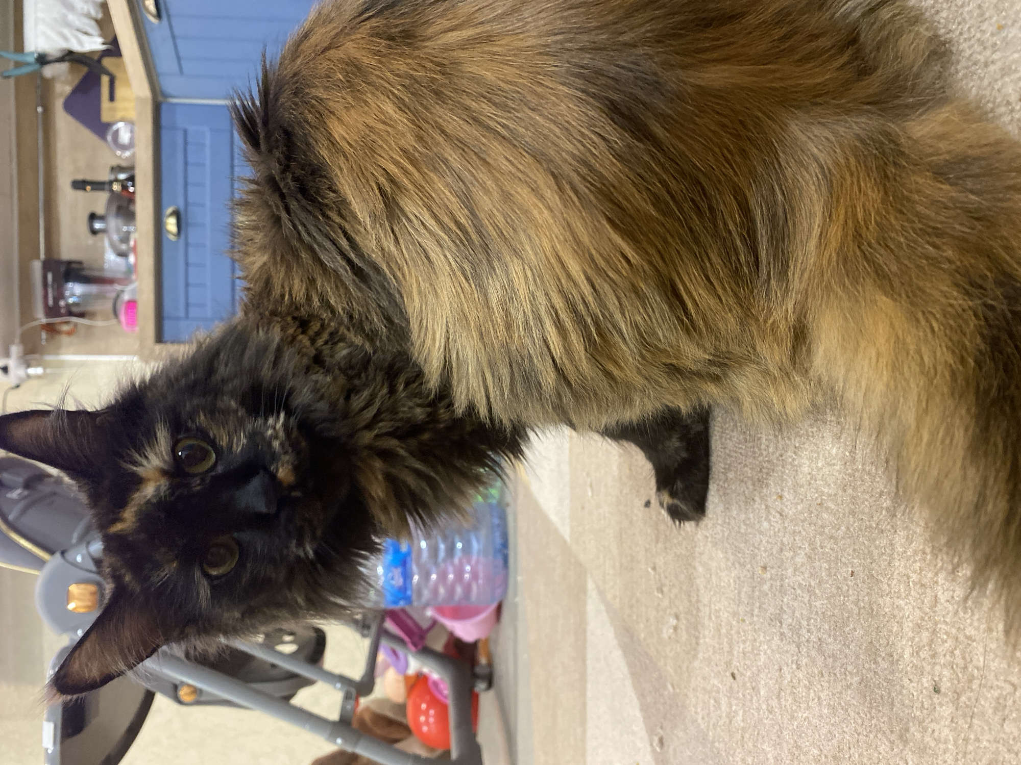 The image shows a tortoiseshell cat with long fur sitting on a carpeted floor. The cat is looking towards the camera with its head slightly turned. In the background, there is a kitchen with blue cabinets and some shelves with various items. To the left of the cat, a part of a grey baby swing or similar baby equipment is visible, along with some children's toys, including a red ball and a pink object. A plastic water bottle is also present on the floor. The overall setting appears to be a domestic indoor environment. The specific location in the city of Tyumen, Russia, cannot be determined from the image alone.
