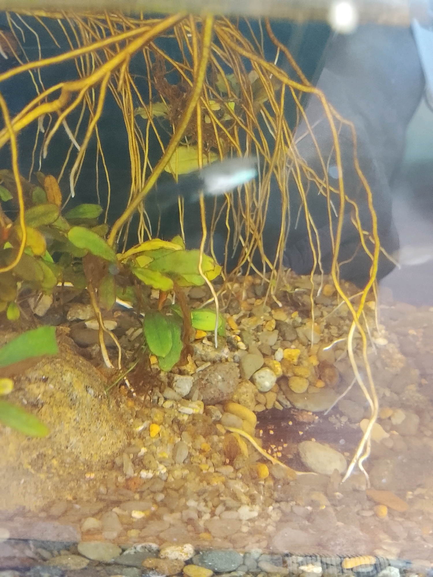The image shows an underwater view of a small aquarium. The foreground is filled with gravel and sand, with several small, smooth stones and a larger, sandy rock formation. Several plant stems with green and yellowish leaves are visible, partially submerged in the water. A dense network of yellow roots hangs down from the top of the frame. A small, blurred fish with a light blue and white body is swimming among the roots. The background is dark and out of focus, with some faint reflections. The image was taken in Slawi, Indonesia.