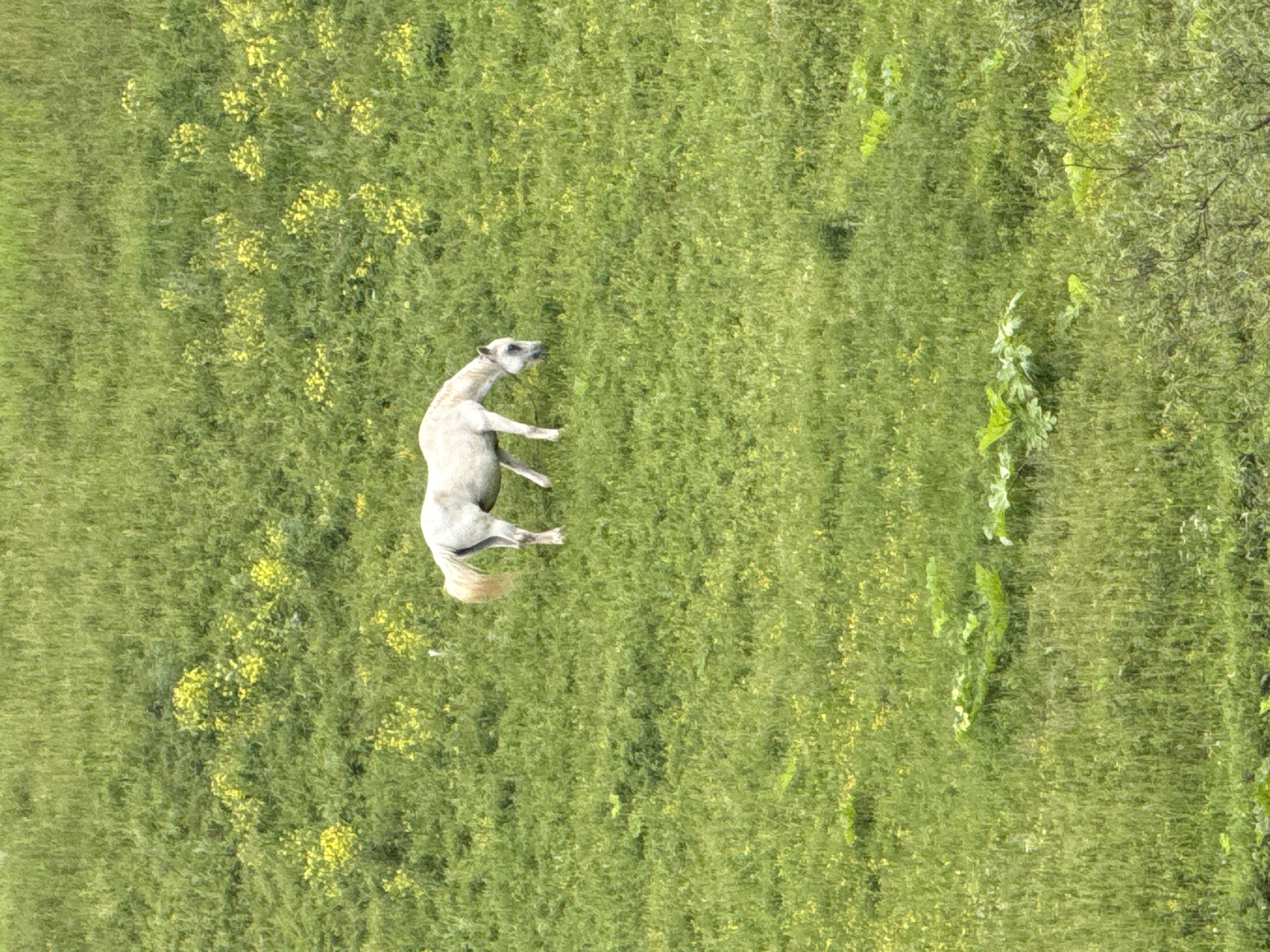 The image displays a high-angle view of a white or light grey horse grazing in a lush green field. The horse, positioned slightly above the vertical center and angled towards the left, has its head lowered, indicative of feeding on the grass. Its tail is long and appears to be a lighter blonde or light brown color. The field is densely covered with various shades of green vegetation, primarily grass, and is extensively dotted with clusters of small, bright yellow flowers, particularly in the upper half of the frame. In the lower half, larger, broad-leafed green plants are interspersed among the grassy terrain. The scene is bathed in natural, diffuse light, casting minimal shadows. No man-made structures, roads, or distinctive geographical features are visible that would allow for the identification or confirmation of the location as the city of Ляльшур, Russia; the environment appears entirely natural and rural.
