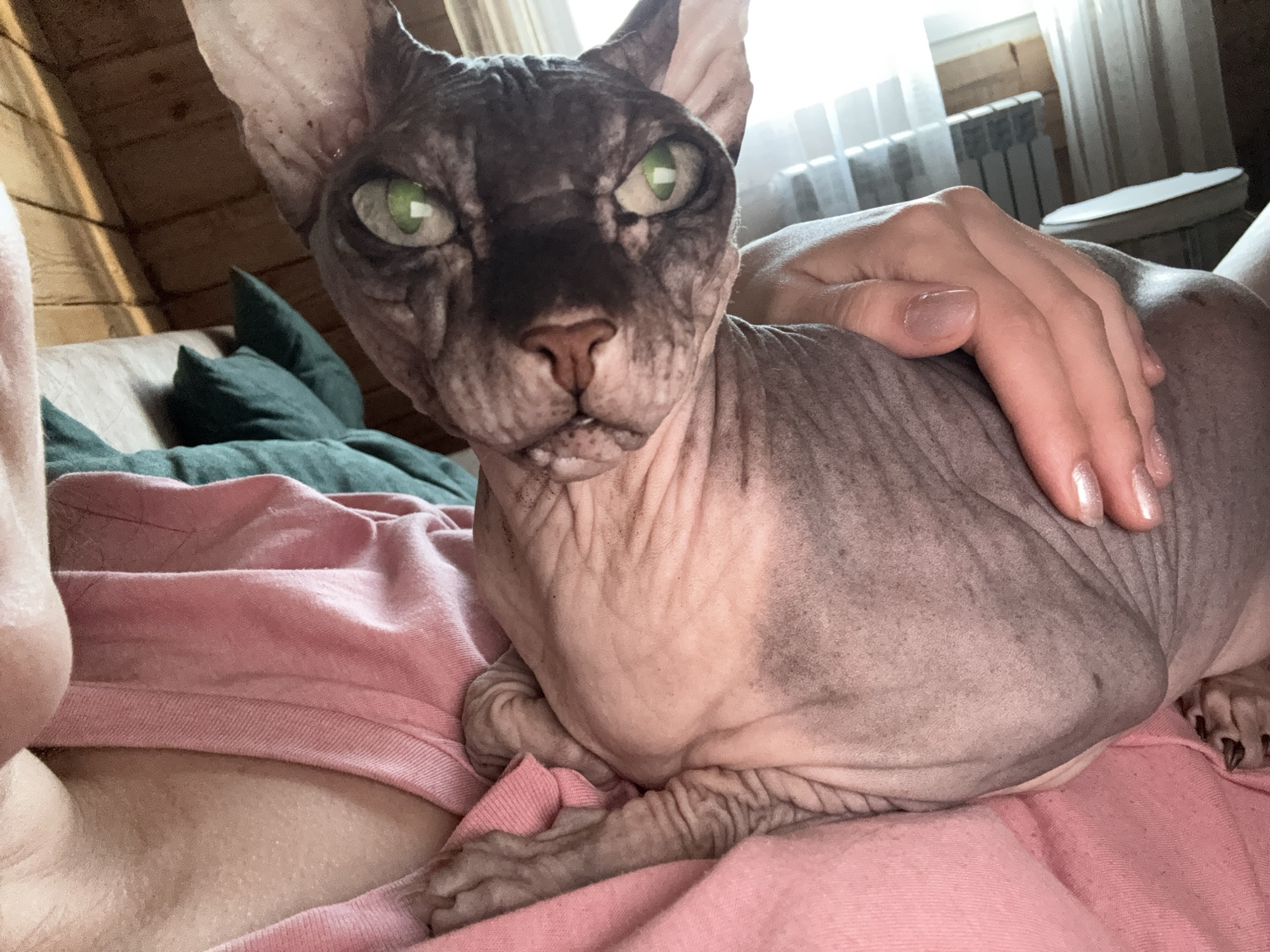 The image shows a Sphynx cat with green eyes lying on a pink blanket. A human hand with manicured nails is resting on the cat's back. The background suggests an indoor setting with wooden walls and a radiator near a window with white curtains. The scene appears to be in a residential environment, possibly a bedroom or living room. The photograph is taken from a close-up perspective, focusing on the cat and the interacting hand. There is no information in the image that allows for determination of its location in Nikolaevka, Russia.