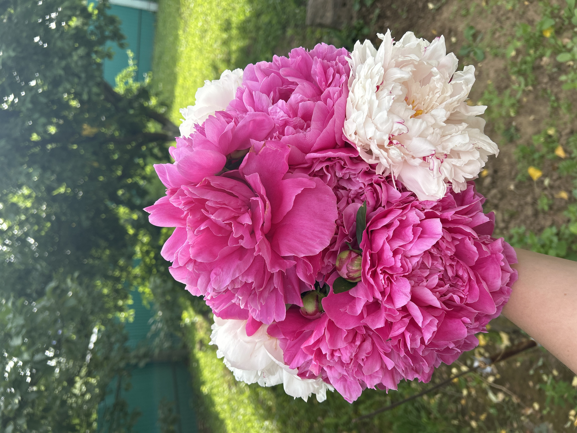 A close-up, vertical, eye-level outdoor shot features a bouquet of peonies, predominantly bright pink with some white blooms, held by a person's arm and hand in the lower left of the frame. The bouquet is the central subject, its vibrant colors and layered petals filling much of the composition. In the background, out of focus, is a green wooden fence and lush green foliage, suggesting a garden or park setting. The ground beneath the fence is also visible, with scattered yellow leaves and green plants. The lighting appears to be natural daylight, casting soft shadows. The scene evokes a summery, outdoor atmosphere. The location is stated to be Фоки, Russia.