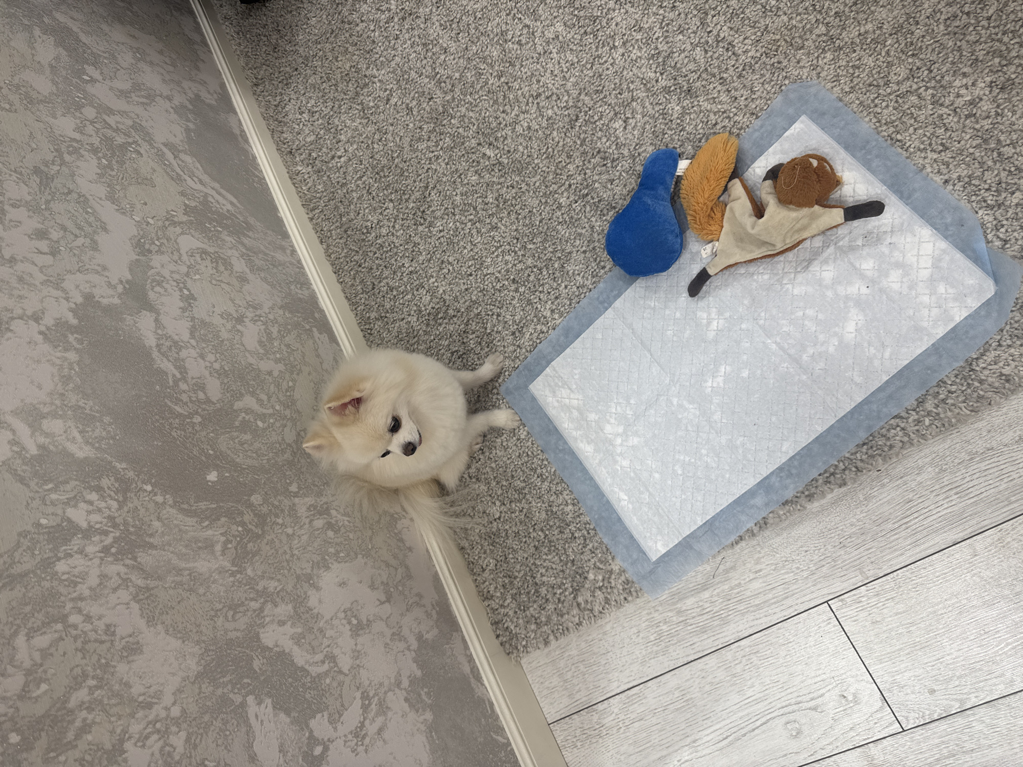 A small, cream-colored dog, resembling a Pomeranian, sits on a gray speckled carpet in an indoor room in the city of Unknown, Unknown. The dog is positioned near a white baseboard, which abuts a wall with a mottled gray and white textured pattern. To the dog's left, a section of the floor is covered with light-colored wooden planks. In the foreground, a white and blue disposable pet training pad is laid on the carpet. Two plush dog toys rest on the pad: one is a solid blue, bone-shaped object, and the other is a tan and brown toy resembling a squirrel. The dog's gaze is directed towards its right.