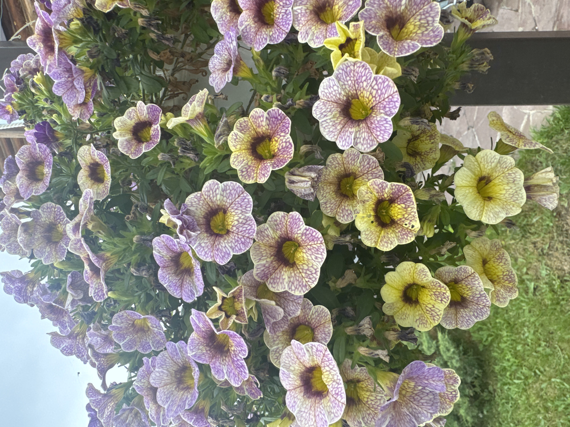 The image shows a close-up view of a hanging basket filled with numerous Calibrachoa, commonly known as Million Bells, flowers. The flowers exhibit a distinctive color pattern, with a predominantly yellow and purple veined appearance on their petals. Some flowers also show a deep purple throat. The petals are trumpet-shaped and delicate. The foliage is dense and green, with some dried or wilting leaves visible among the vibrant blooms. The basket appears to be suspended outdoors, with a hint of a gray sky at the top and a blurred background that suggests greenery and possibly a paved surface. The scene is well-lit, highlighting the intricate details of the flowers. There are no people or animals visible in the image. The image does not contain any specific landmarks or visual cues that would allow for the precise identification of its location within the city of Engels, Russia.