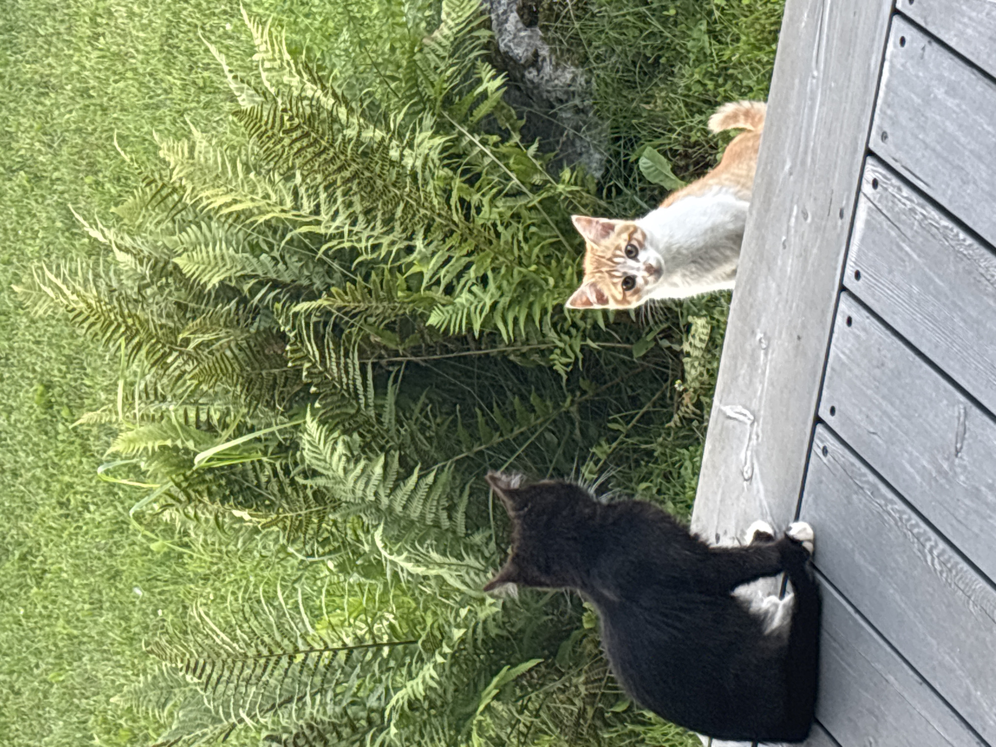 Two domestic cats are positioned on a wooden deck. In the foreground, a black cat sits facing away from the camera, with its tail curled around its body. In the middle ground, an orange and white tabby cat sits facing the camera, looking directly at the viewer. Both cats appear to be relaxed. The deck is made of gray wooden planks with visible screw heads. Behind the deck, lush green grass and ferns create a natural backdrop. A large grey rock is partially visible to the right of the ferns. The scene is outdoors, likely in a yard or garden area. There is no discernible indication of the city of Zvenigorod, Russia, or any specific urban features in the image.
