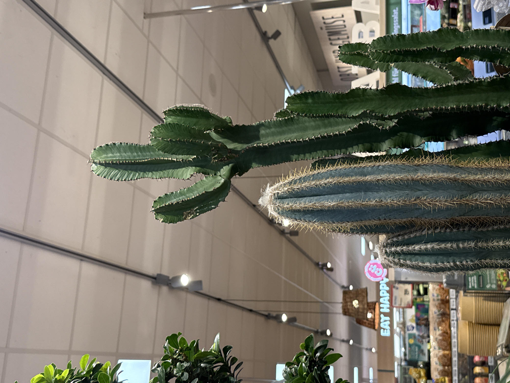 The image depicts several large cacti in what appears to be a retail environment, possibly a grocery store, given the presence of shelves with products and signage in the background. One prominent cactus is tall and green with multiple segmented arms. To its left is a bluer-toned cactus with denser spines. In the foreground, stacks of yellow, ribbed containers are visible. The ceiling has a grid of panels with fluorescent lighting and some track lighting. In the background, a sign reads "EAT HAPPY" in illuminated letters, and another partially visible sign says "OBST UND GEMUSE" (Fruit and Vegetables). The overall scene is indoors, with artificial lighting. There are no people visible in the image.