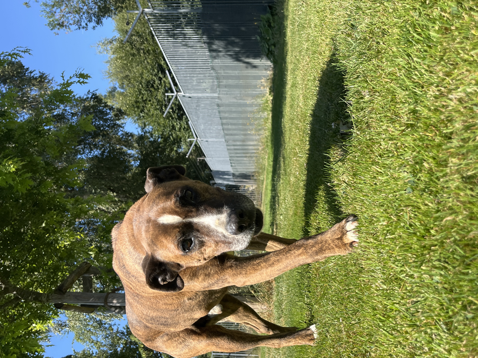 A brindle dog with a white blaze on its forehead walks on a grassy lawn in Amel, Belgium. The dog is facing the camera, with its head slightly tilted. The background features trees and a metal fence. The sun is shining, casting shadows on the grass.