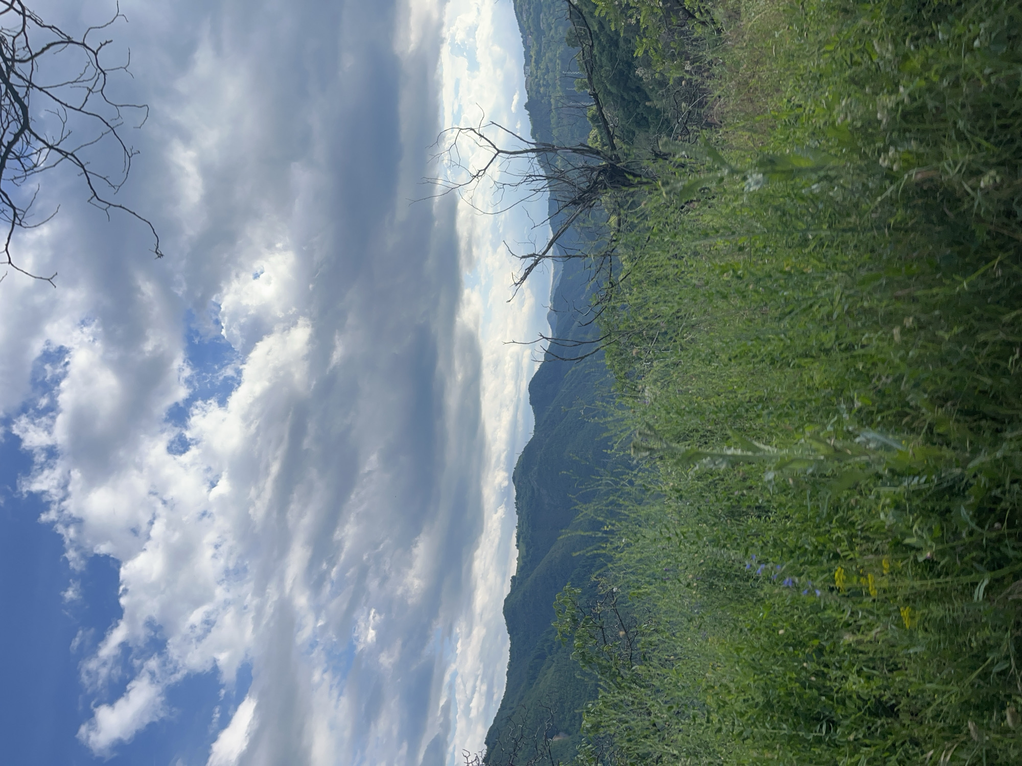 The image depicts a mountainous landscape with a foreground of tall green grass and wildflowers. In the mid-ground, rolling green hills covered in trees recede into the distance. The sky is filled with a mix of blue sky and dramatic gray and white clouds, with a bare tree branch extending into the frame from the upper right. The scene appears to be an outdoor natural environment, possibly a hillside or mountain slope. The location is the city of Pechinska, Bulgaria.