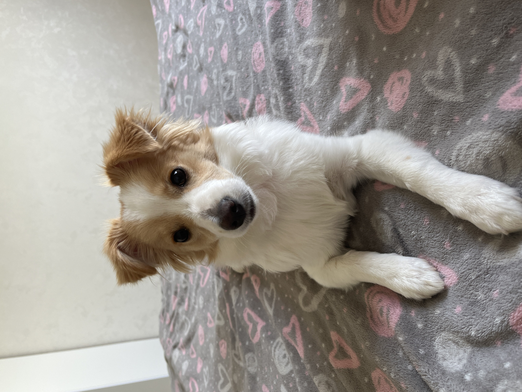A small, white and tan puppy lies on a gray blanket patterned with pink and white hearts. The puppy is facing the camera, with its head tilted slightly. It appears to be indoors with a white wall visible in the background. The location is Unknown, Unknown.