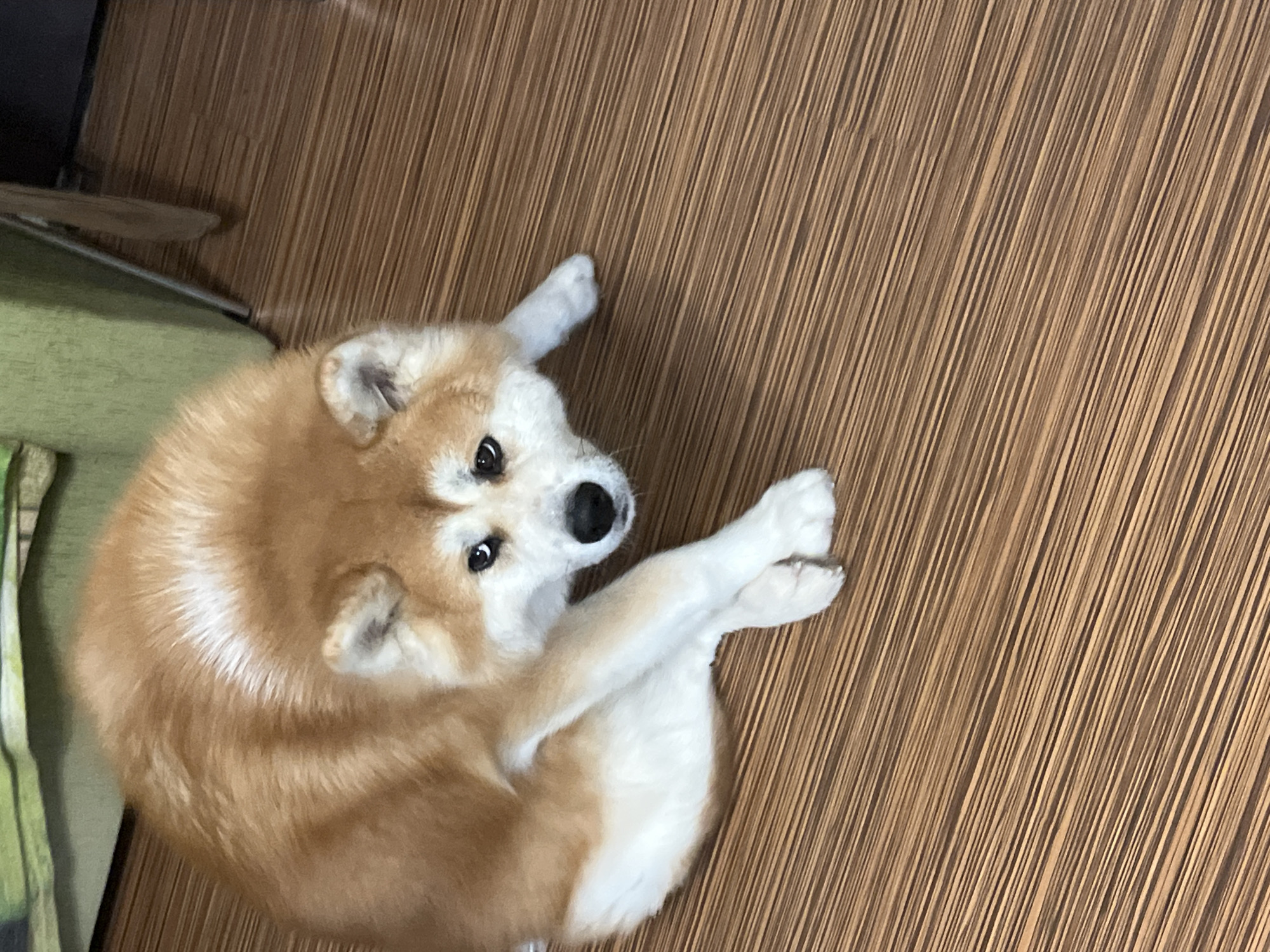 An overhead shot captures a medium-sized dog, likely an Akita or Shiba Inu, curled up and lying on a light brown floor indoors. The dog has a fluffy, tan-colored coat with distinctive white markings on its chest, belly, and portions of its face. It has dark, expressive eyes and a black nose, and is looking directly towards the camera. Its front paws are tucked close to its body. The floor features a consistent linear wood grain pattern. In the upper left background, a glimpse of a green, upholstered object, possibly furniture, is visible next to a dark, indistinct area. The lighting suggests an indoor setting, and the dog appears calm and observant. There is no visible text in the image.