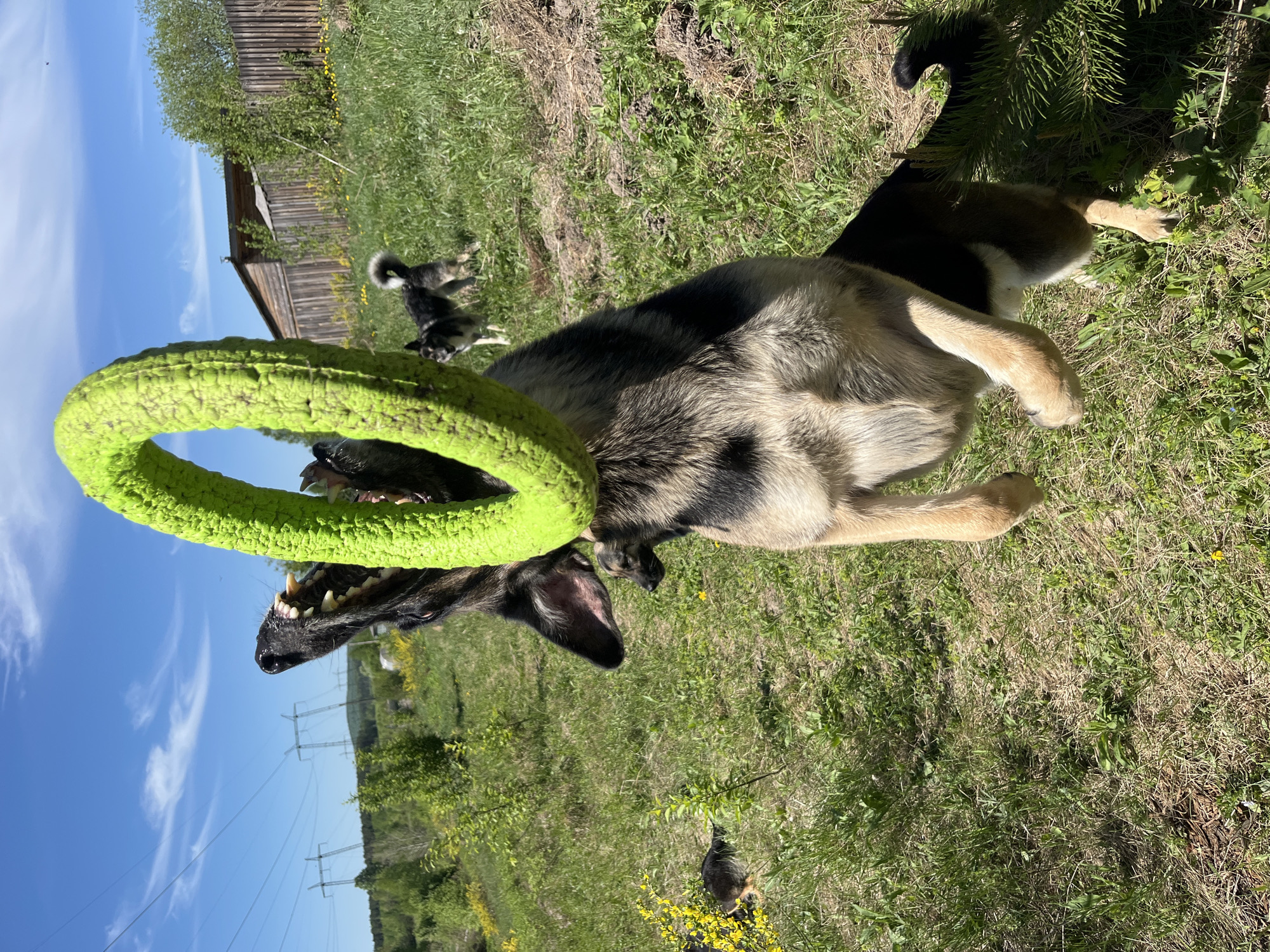 A large dog, possibly a German Shepherd mix, lies on its back in a grassy area. It is holding a green toy ring in its mouth. The dog's underside and paws are visible. The sky is blue with a few clouds. Power lines are visible in the background. In the distance, a wooden building stands beside other dogs. Yellow flowers dot the grass. The location could be a yard or park. I cannot confirm this is Nizhny Tagil, Russia.