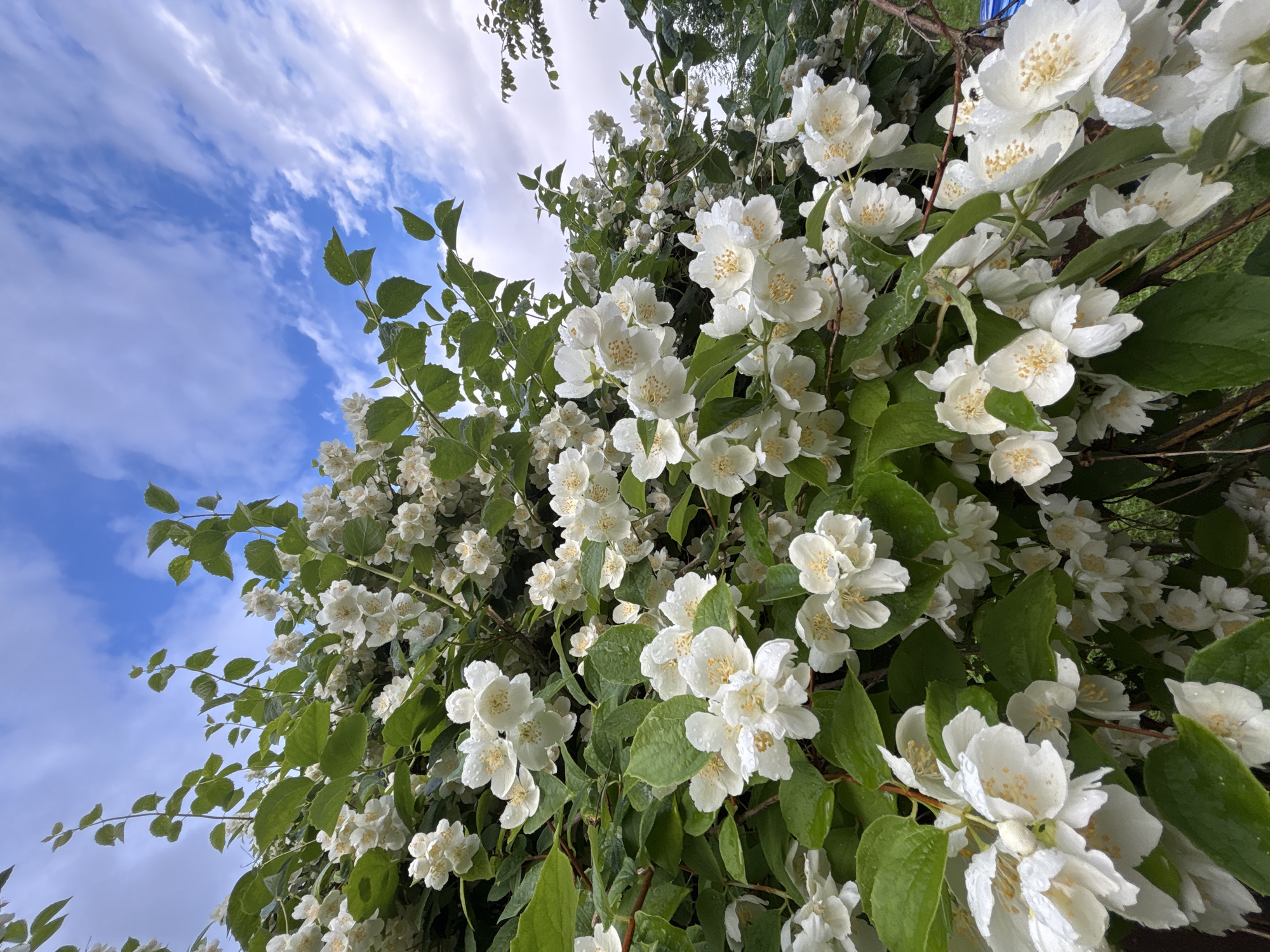 A close-up, low-angle shot captures a dense cluster of white jasmine flowers and green leaves against a partly cloudy blue sky. The flowers are in various stages of bloom, with some fully open and others tightly budded. Water droplets are visible on many of the petals and leaves, suggesting recent rain. The overall impression is one of lush, vibrant growth. The scene is located in the city of Madona, Latvia. There are no people, animals, or specific man-made objects prominently featured in this image; the focus is entirely on the natural beauty of the jasmine bush.