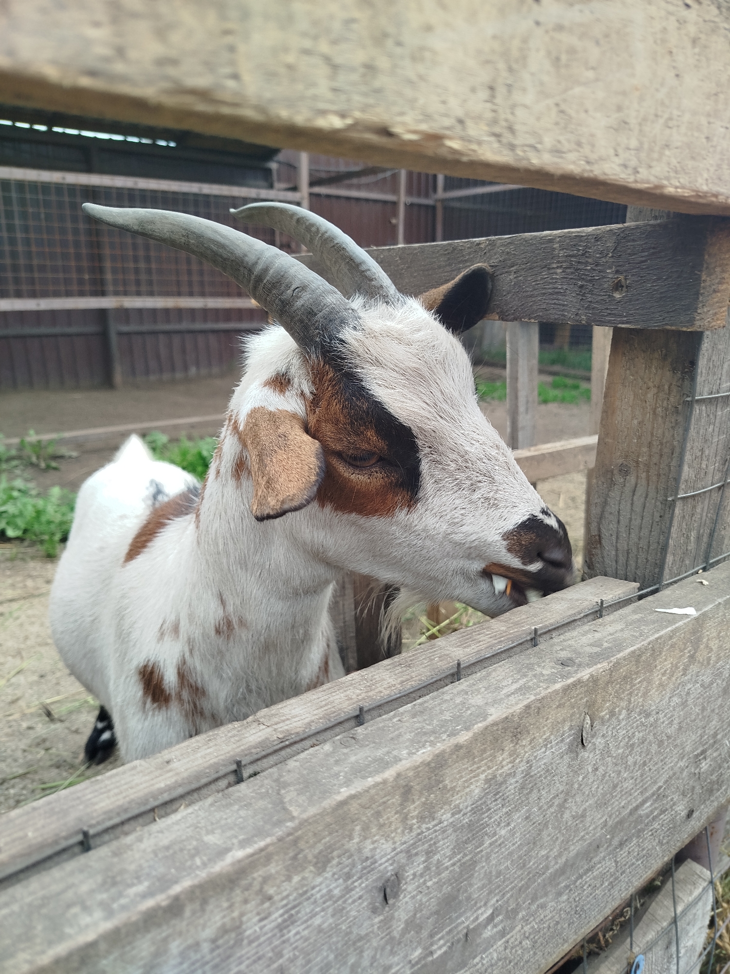 A close-up, eye-level shot captures a goat in an outdoor enclosure. The goat, with white fur spotted with brown and black markings, is seen from the chest up, facing right and slightly downwards. Its head is tilted, with one eye visible and the other partially obscured by its head. The goat has prominent, curved horns and is shown with its mouth open, appearing to chew something held between its teeth. The background is a wooden fence structure and a wire mesh enclosure, with hints of greenery and dry ground visible. The scene appears to be set in Kemerovo, Russia, suggesting an agricultural or petting zoo environment.