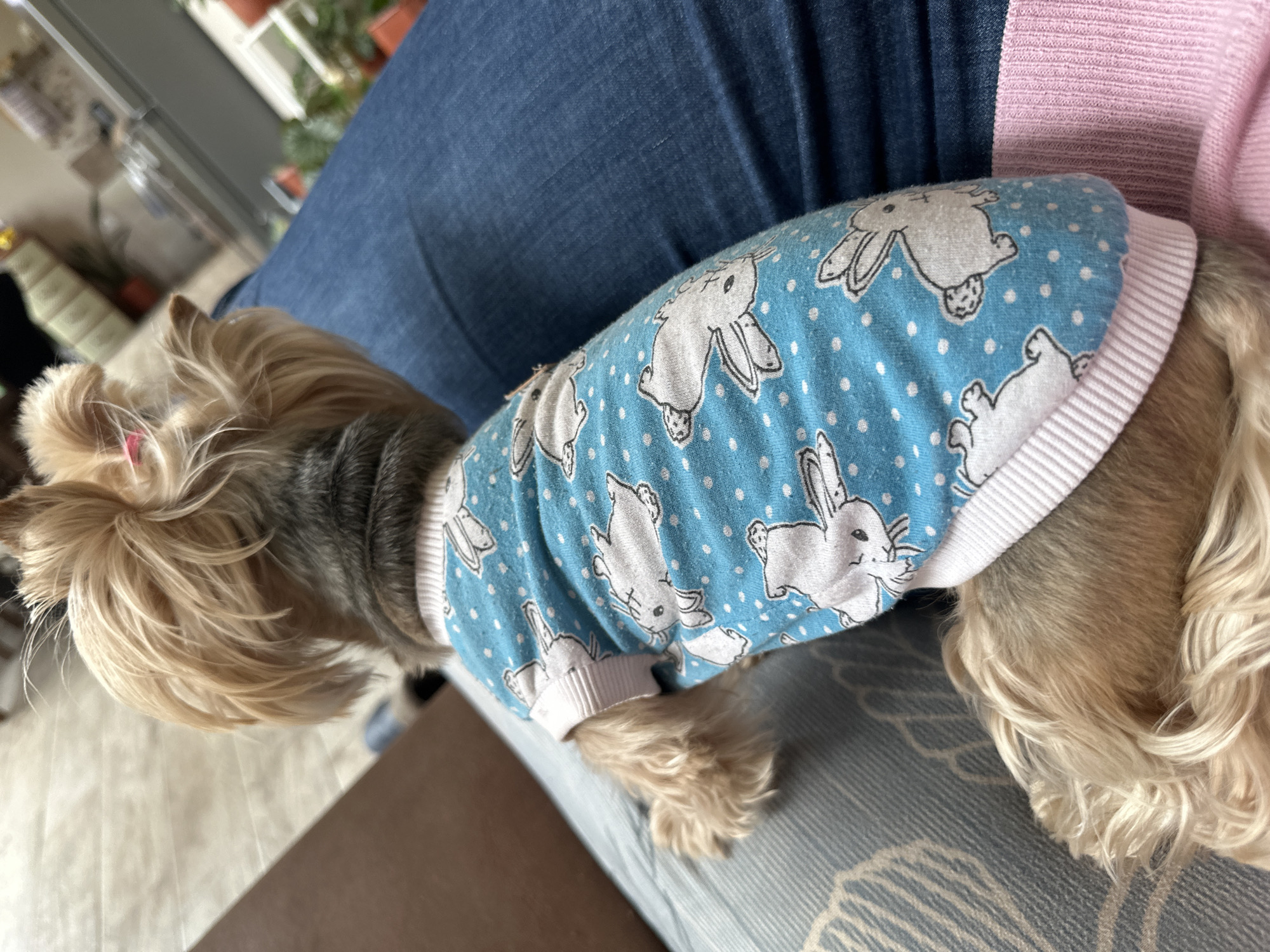 A Yorkshire Terrier, wearing a light blue dog sweater with white bunnies and white polka dots, is sitting on a person's lap. The person is wearing blue jeans. Part of a pink sweater is visible. The lap is situated on a gray and blue patterned cushion, atop a brown leather couch. The location and date are not discernible from this image.