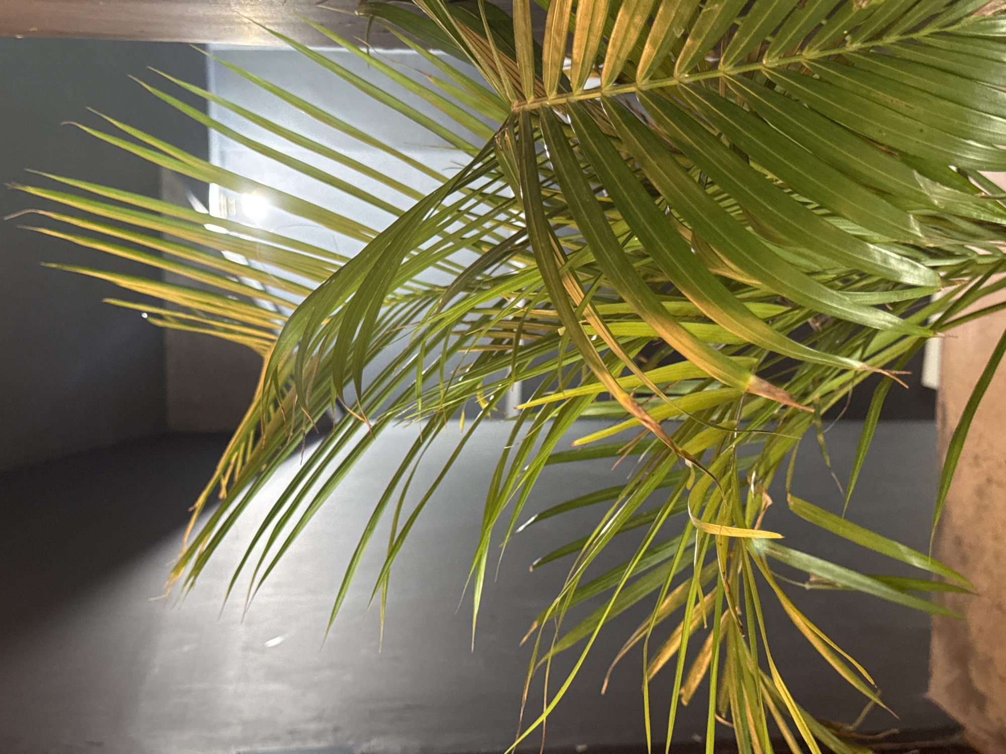 The image shows a close-up of a potted palm plant with green and yellowing fronds. The background is a dark, textured wall with a subtle light source creating a gradient effect. A bright, diffused light, possibly from a ceiling fixture, is visible behind the fronds in the upper right portion of the image. The scene appears to be indoors, possibly in a dimly lit room. There are no people or animals present. The location provided, Kuta Selatan, Indonesia, does not offer specific visual cues within the image itself.