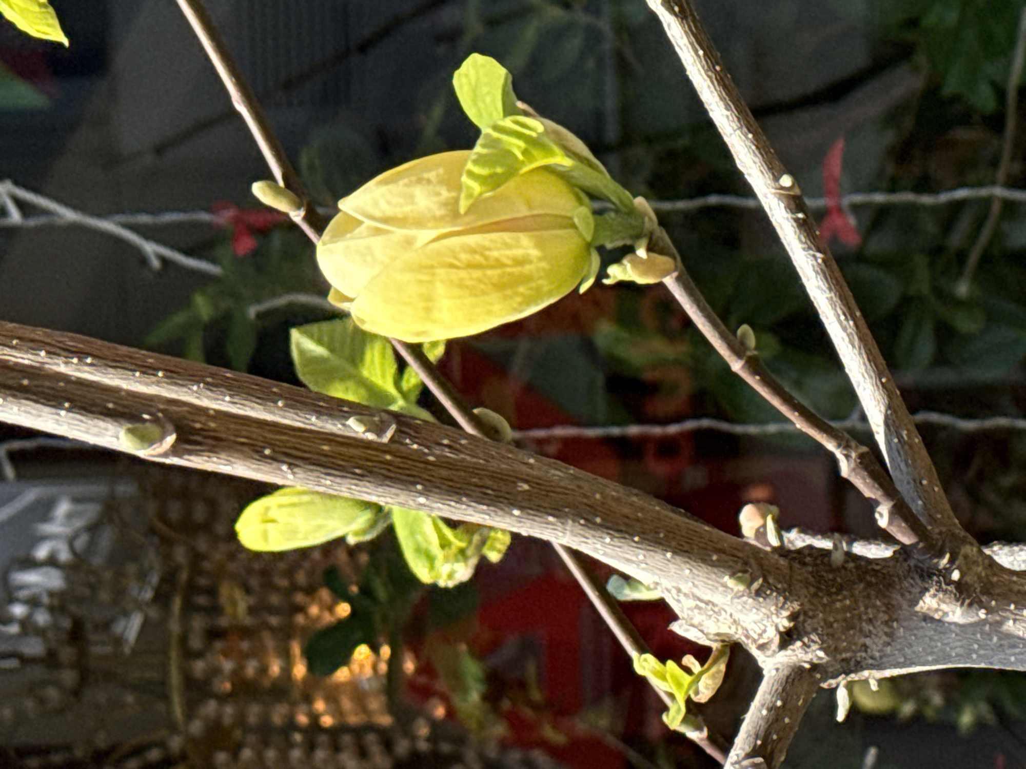 A close-up, eye-level shot captures a pale yellow flower bud beginning to open, prominently featured against a softly blurred background. The bud, with its thick, creamy yellow petals, is ovate in shape, hinting at a magnolia or similar early spring bloomer. Bright green, pointed leaves or sepals emerge from its base, partially enclosing it.
The flower is attached to one of several bare, light brown branches that crisscross the frame. The branches have textured bark with small, lighter nodes, suggesting an early spring season before full leaf growth. One thick branch extends horizontally across the lower third of the image, while another slender branch supports the flower, angling down from the upper right.
The background is out of focus, creating a bokeh effect. Dark areas intersperse with blurs of green foliage and a distinct soft red or maroon shape, possibly another plant or distant object. Hints of a reflective surface or structured background are visible in the bottom left, suggesting the plant might be in a garden or urban setting.
The lighting is warm and soft, illuminating the flower and branches from the front or side, indicating either early morning or late afternoon sun. This highlights the delicate texture of the bud and the rougher bark of the branches. The scene conveys a sense of new growth and the arrival of spring. No discernible text is visible in the image. The photograph was taken in Sochi, Russia.