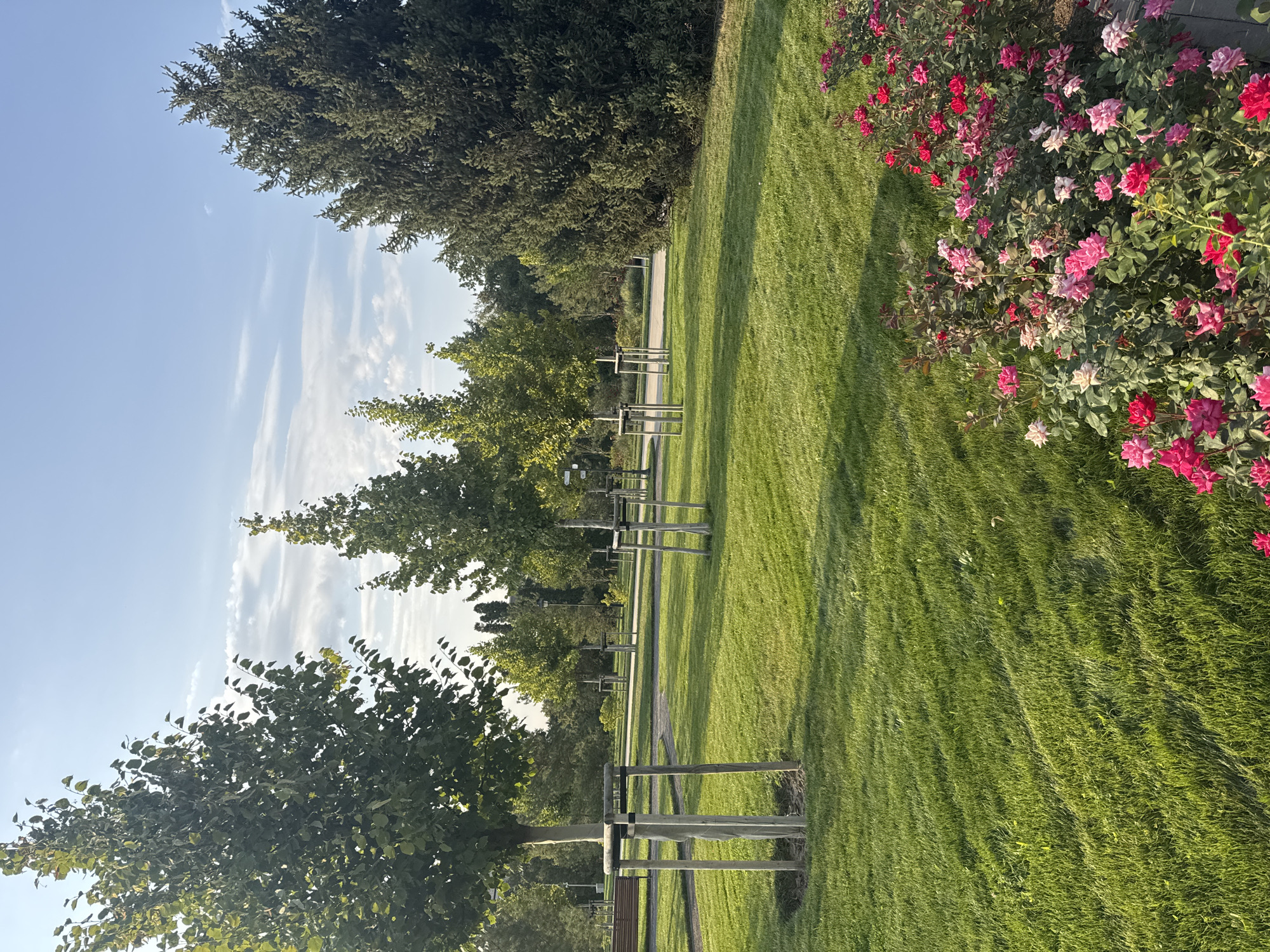 This is a photograph of a park in the city of Almaty, Kazakhstan. The park features a well-maintained lawn, several young trees supported by stakes, and a dense evergreen tree on the right side of the frame. In the foreground, there is a bed of blooming roses in various shades of pink and red. The sky above is blue with scattered white clouds. The overall scene suggests a peaceful, outdoor recreational area.