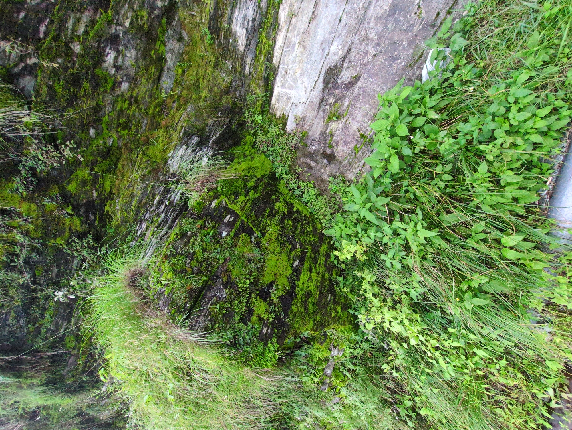 An image of a rocky hillside covered in moss and vegetation in Bhagsu, India. The scene depicts a natural environment with various shades of green from the moss and plants, contrasting with the gray and black of the rocks. Long blades of grass and leafy plants grow abundantly, creating a lush texture. Some of the rocks show layered striations, suggesting a geological formation. The lighting appears to be natural daylight, with no artificial elements or human presence visible in the frame.