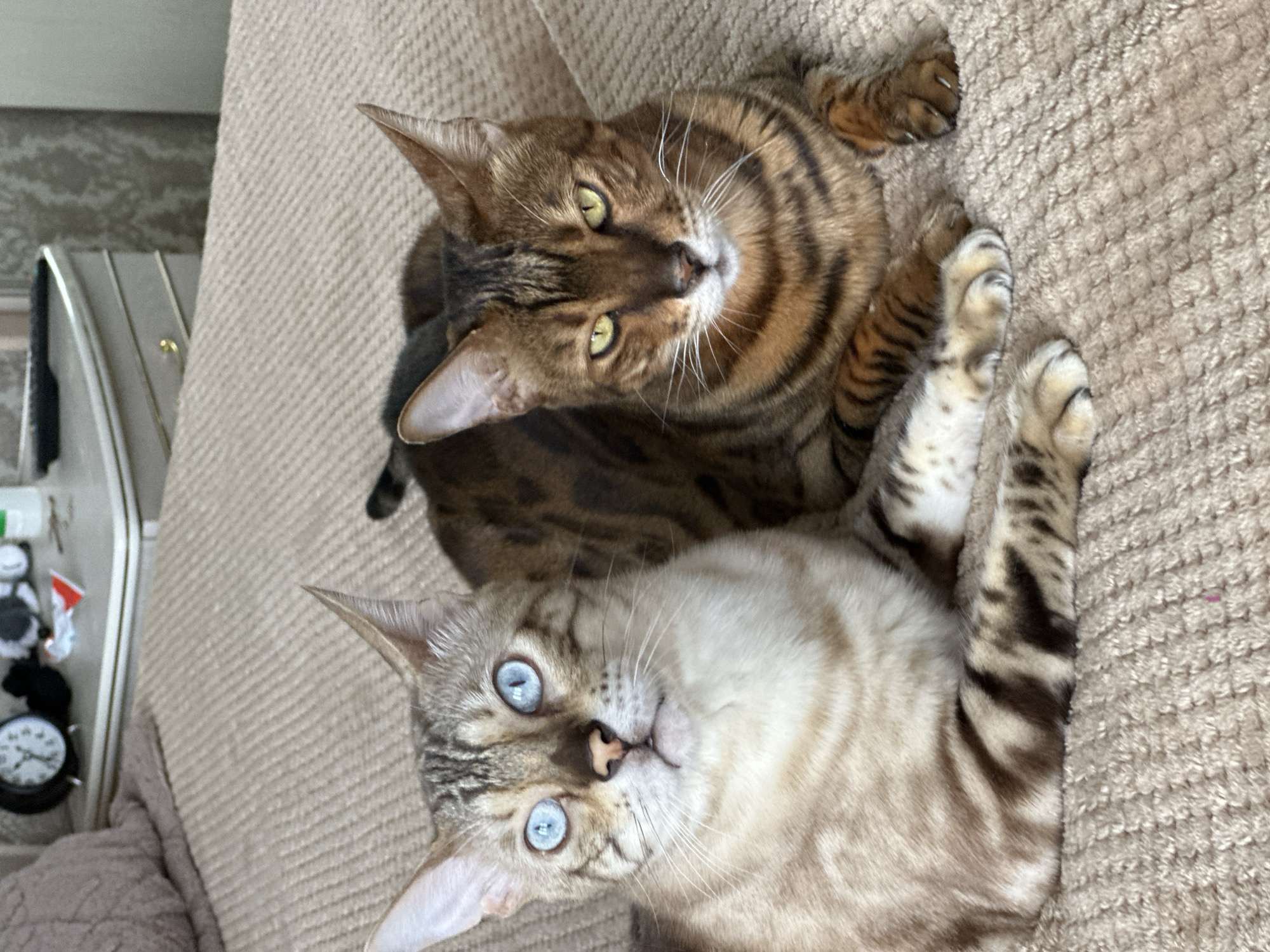 Two Bengal cats are lying on a textured beige carpeted surface, likely a bed. The cat on the left has light-colored fur with dark stripes and striking blue eyes. The cat on the right has darker, richer brown fur with prominent black rosettes and green eyes. They are both looking towards the camera. In the background, a nightstand with drawers is visible, containing a black alarm clock, some miscellaneous items, and a portion of a wall with textured wallpaper. The environment suggests an indoor domestic setting. The location is stated to be the city of Gornyi Erik, Russia.
