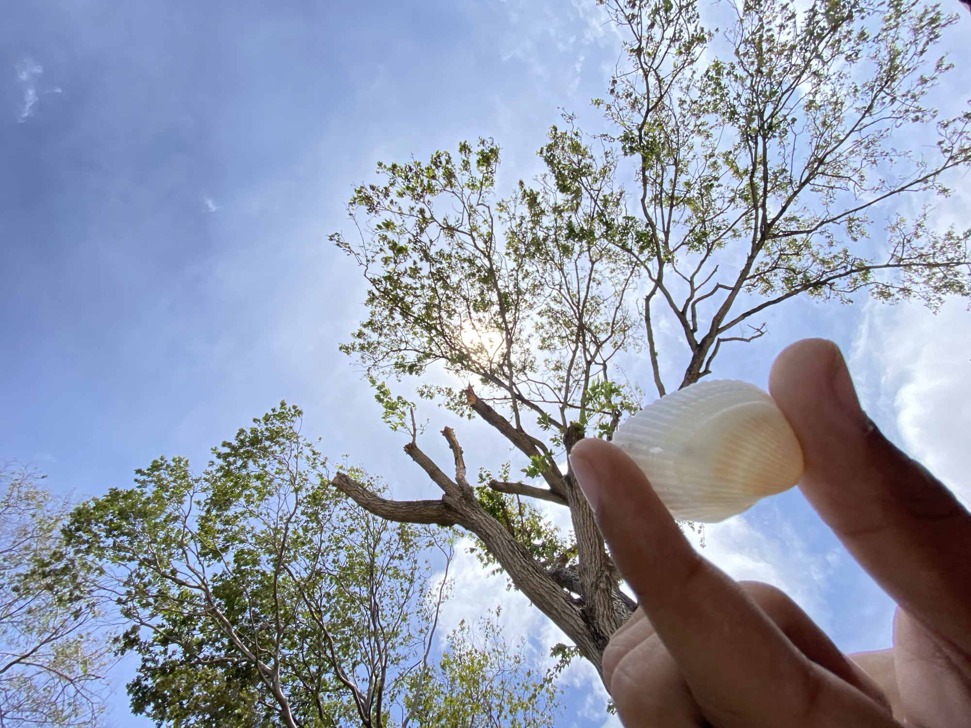 A low-angle shot depicts a person holding a white seashell in front of a tree against a sky with scattered clouds. The tree has a mix of green leaves and bare branches. Sunlight peeks through the branches. The location is possibly Juan Griego, Venezuela.