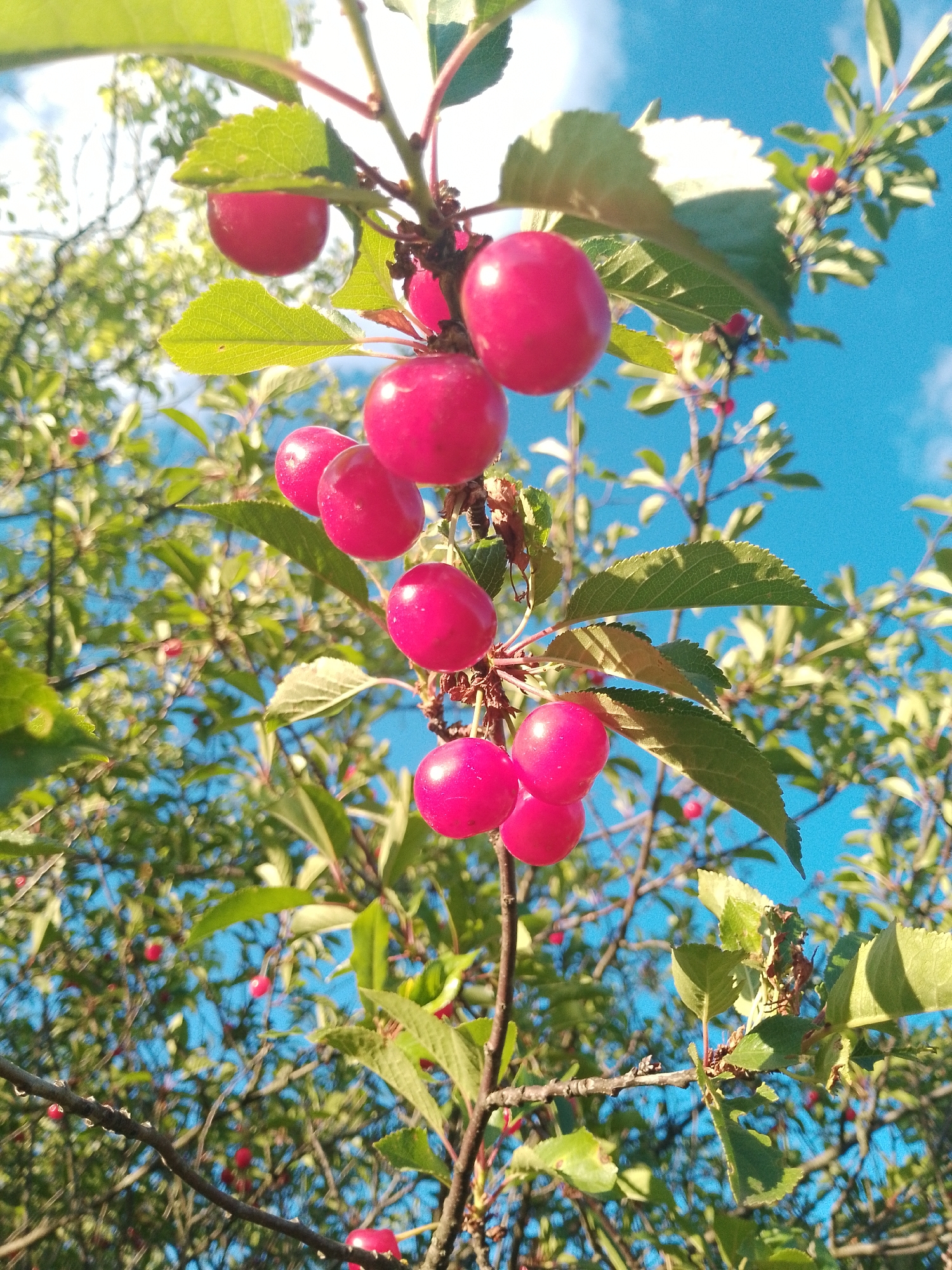 A low-angle, close-up shot captures a cluster of ripe, red cherries hanging from a branch against a bright blue sky. The cherries are plump and glossy, with a few leaves and twigs also visible. The background is filled with the soft, green foliage of a tree and the vast expanse of the sky, with a few wispy clouds. The image appears to be taken in an outdoor setting, possibly a garden or park, given the presence of the cherry tree and the natural light. The location is Unknown, Unknown.