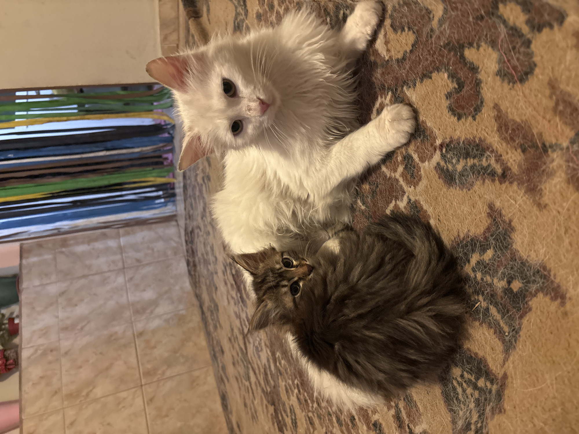 Two kittens are lying on a bed. One is white and fluffy, lying on its back with its paws outstretched. The other is gray and brown, curled up in a ball. The bed has a patterned brown and beige blanket. The room has a tiled floor, and a window with colorful items.