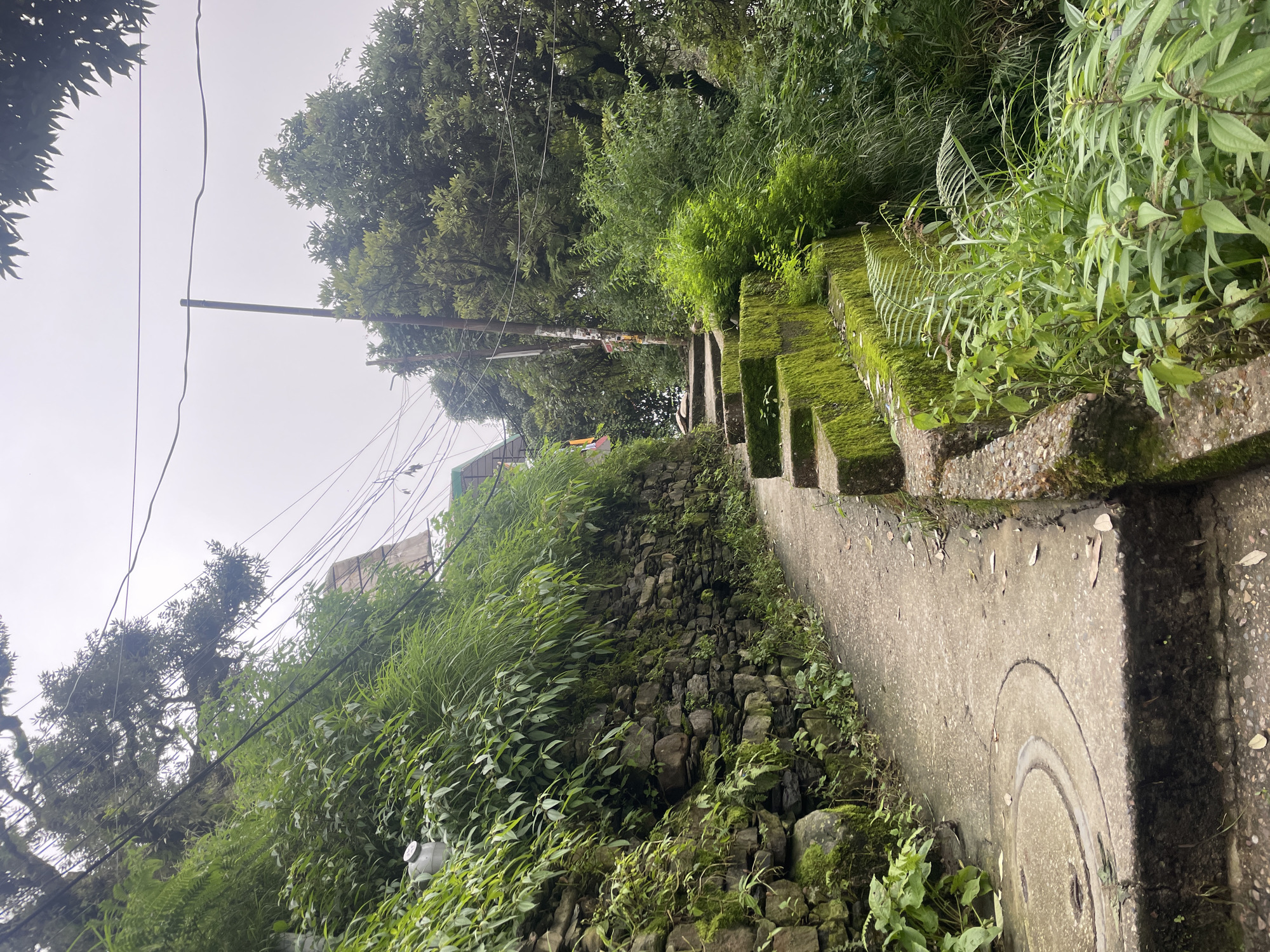 An outdoor, overcast, eye-level, full shot shows a stone and concrete pathway with moss-covered stairs winding up a hillside in Bhagsu, India. The path is bordered on the left by a stone wall covered in vines and greenery. On the right, the path has a series of concrete steps with moss growing on them, leading further up the hill. Dense green foliage and trees surround the path on both sides, with power lines visible overhead. A utility pole stands on the right side of the path. The sky is a pale, overcast gray. There are no people or animals visible in the image.