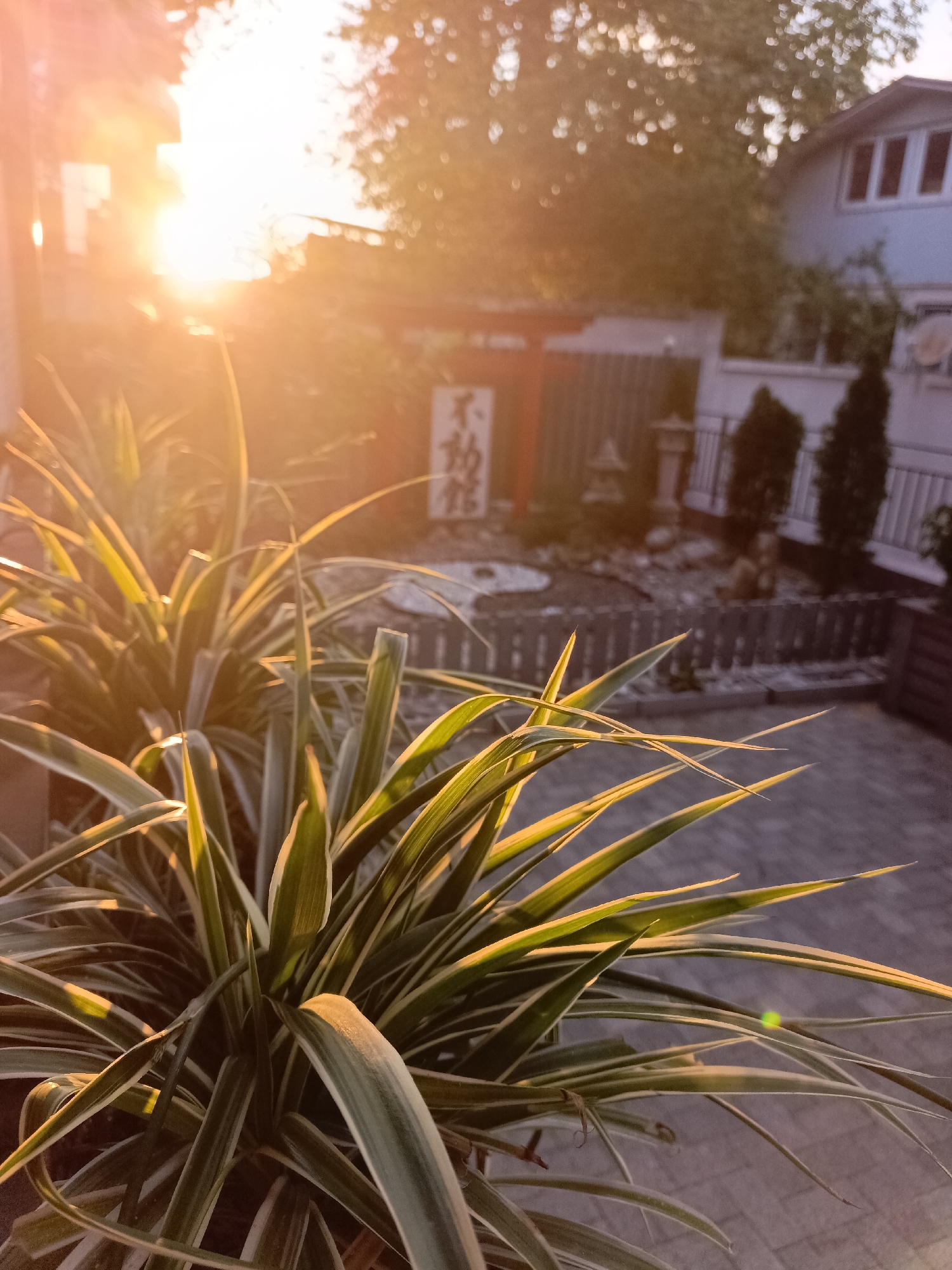 The image depicts a backyard scene, possibly in Sochi, Russia, at sunset. In the foreground, lush green and white striped plants are prominently featured, their leaves catching the warm, golden light of the setting sun. The sunlight creates a bright lens flare in the upper left portion of the image. In the background, a Japanese torii gate, painted red and white, stands against a backdrop of trees and a light-colored building with dark-trimmed windows. There's a small Japanese-style stone lantern visible, and a section of a paved patio or courtyard. The overall atmosphere is tranquil, illuminated by the soft glow of the sunset.