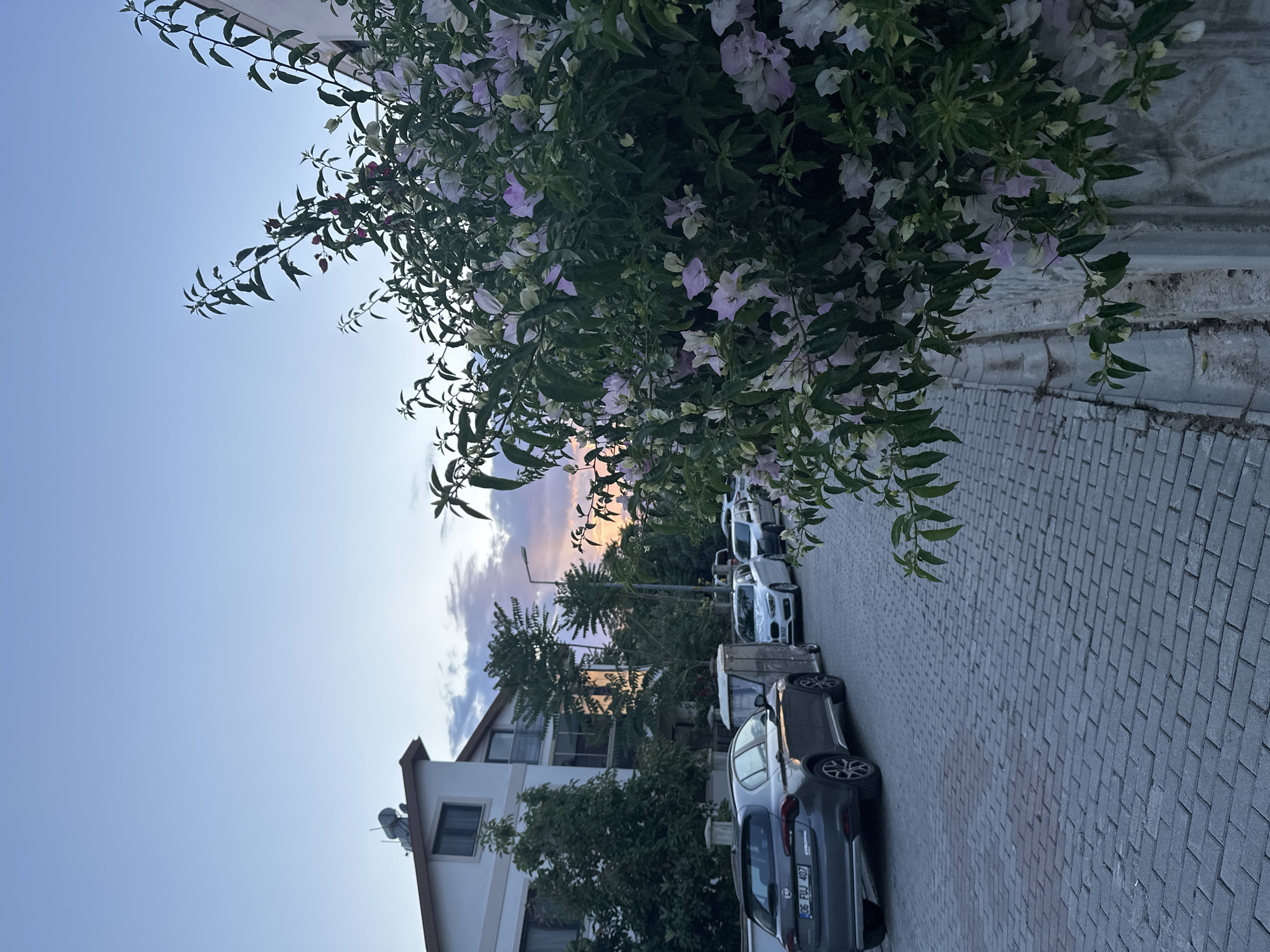 The image shows a street scene in Fethiye, Turkey. The street is paved with gray rectangular bricks and lined with parked cars, mainly white and gray. A building with a white exterior and a satellite dish on its roof is on the left side of the street. Lush greenery and flowering plants, including white and light purple flowers, overhang the street and building. The sky is blue, with a band of orange and purple clouds visible in the distance, suggesting either sunrise or sunset. The overall environment appears to be residential. A Turkish license plate is visible on a dark gray car closest to the viewer.