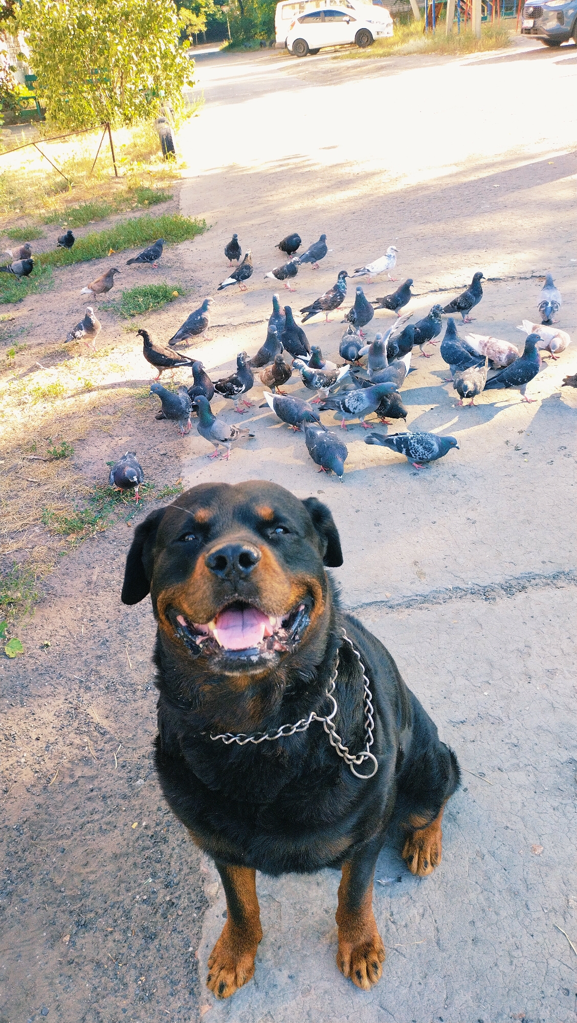 A Rottweiler dog is seated on a paved surface, with its mouth open and tongue out, appearing to smile. The dog wears a silver chain collar. In the background, a flock of pigeons is scattered across the ground. The scene is set outdoors, with a dirt and grass area to the left and a paved road with parked vehicles in the distance. The environment suggests a public outdoor space within the city of Horishni Plavni, Ukraine, possibly a park or street. The time of day appears to be during daylight, with sunlight casting shadows.