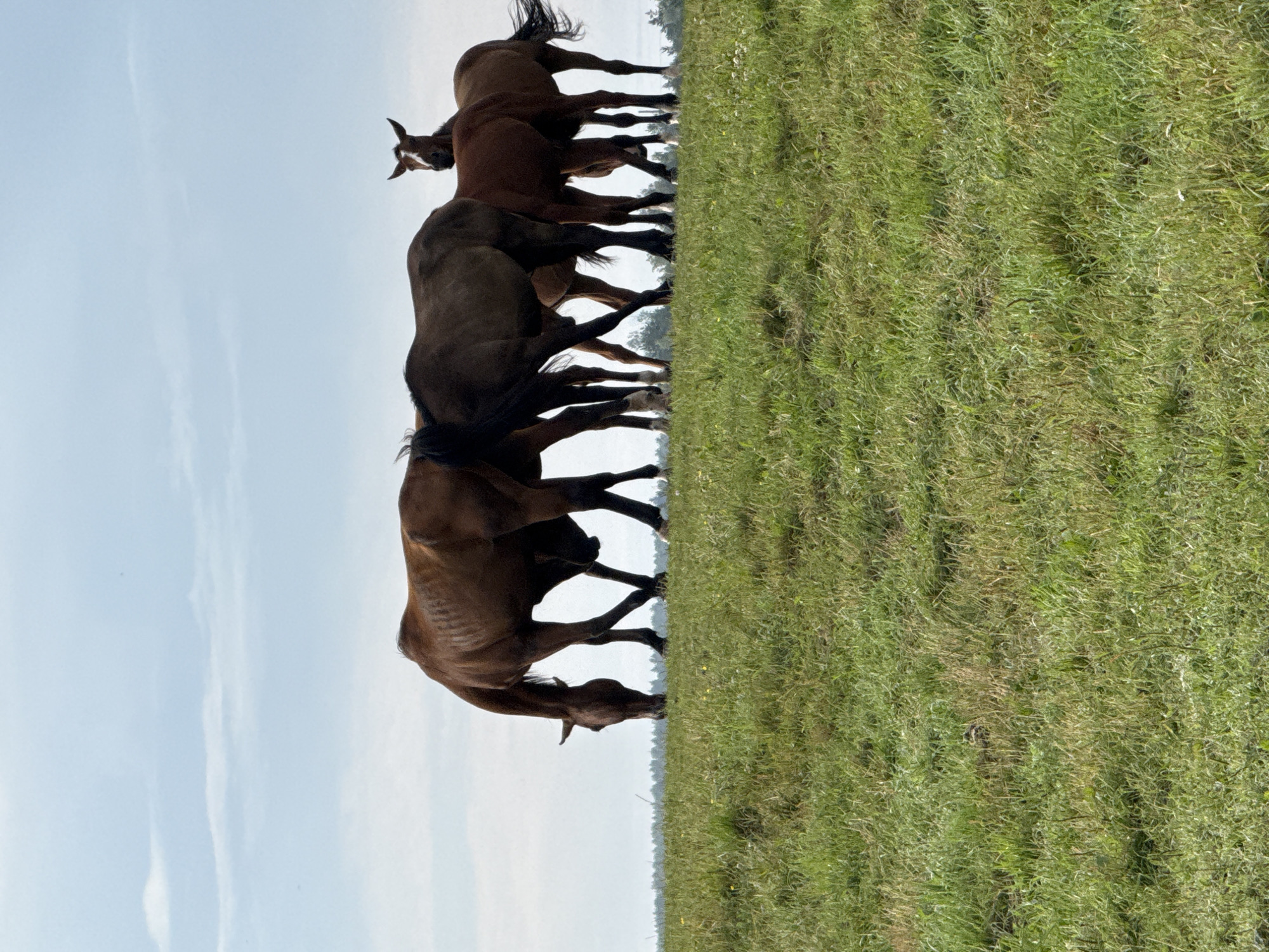 A group of six horses are standing in a grassy field under a cloudy sky. The horses are of various shades of brown, with some appearing darker than others. One horse in the foreground on the left is bent down grazing. Another horse on the far right has its head raised and is looking towards the viewer. The field is covered in green grass, and a line of trees is visible in the distance. The scene appears to be located in the city of Galinė, Lithuania.