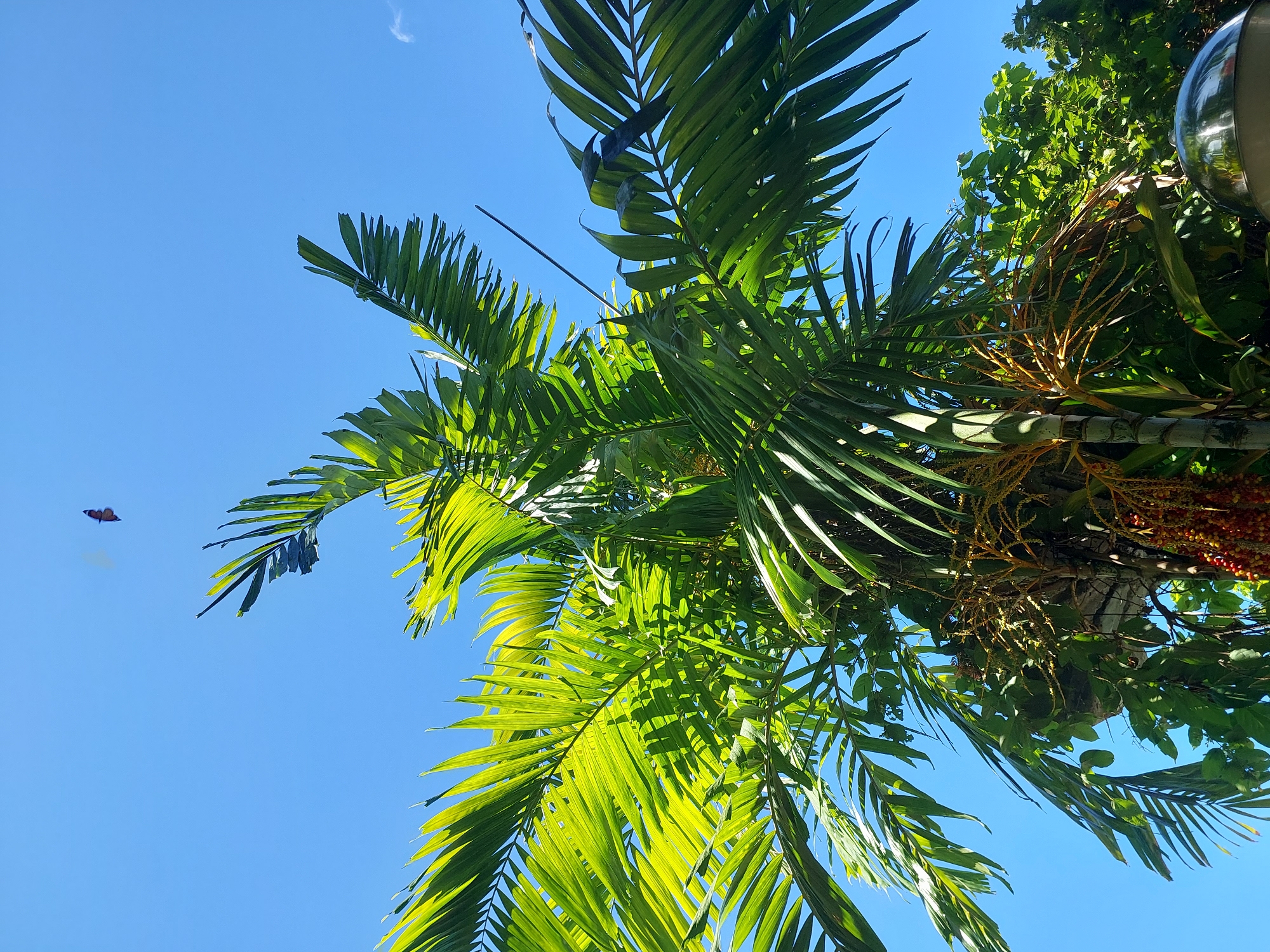 In Baan Mae Nam, Thailand, this photograph captures a close-up, low-angle view of a palm tree against a clear blue sky. The palm fronds, vibrant green and backlit by the sun, dominate the frame. In the upper left quadrant of the sky, a small, dark butterfly is in flight. To the lower right, partially visible, is the rounded, reflective surface of what appears to be a metallic dome. Clusters of small, reddish-orange fruit hang from the palm tree's stalk, nestled amongst its foliage. The overall impression is one of a bright, sunny day, with nature taking center stage.