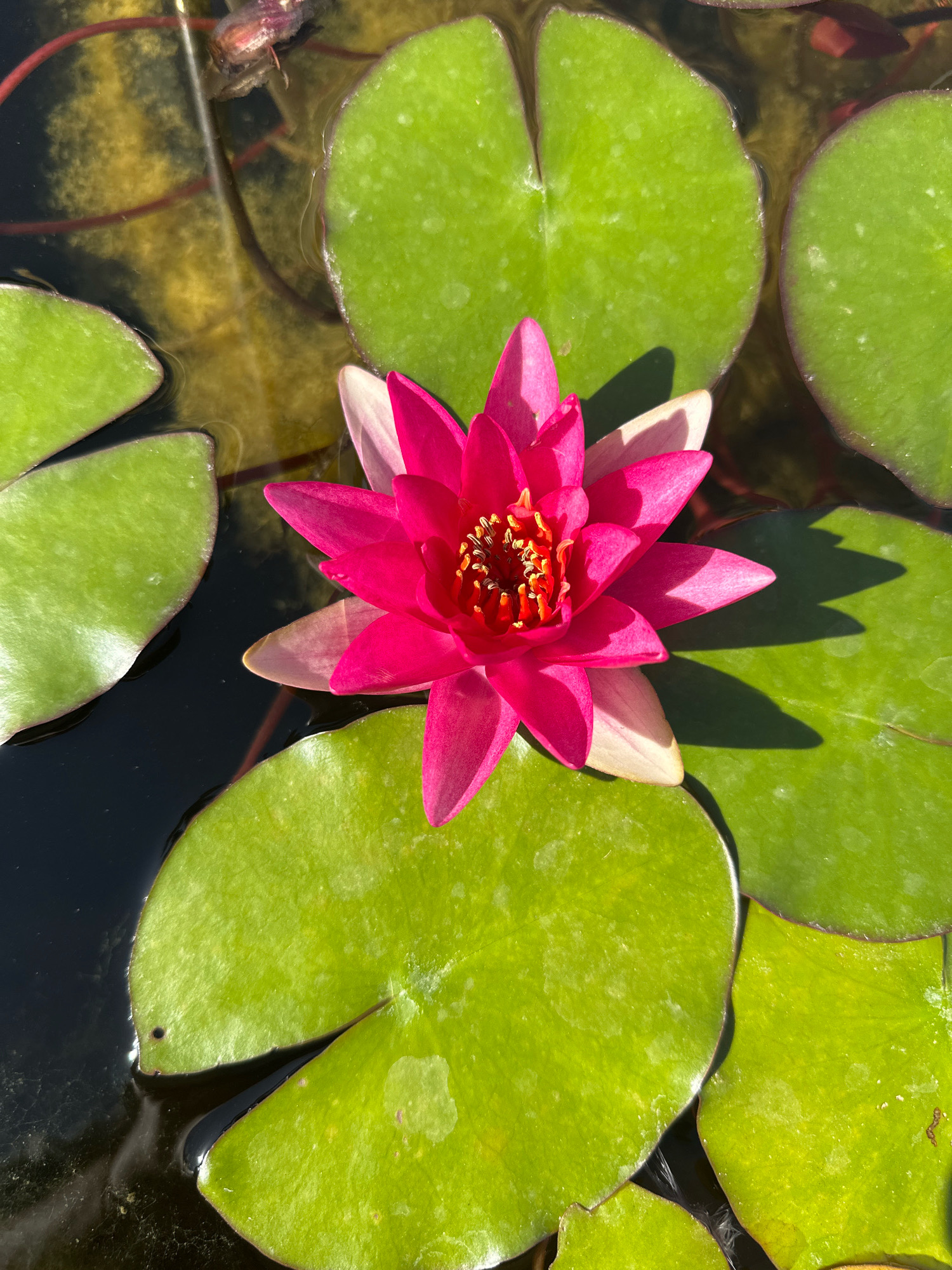 A single, vibrant pink water lily bloom floats on the surface of dark water, surrounded by several large, circular green lily pads. The flower has many pointed petals, with the inner petals displaying a lighter pink and yellow center. Sunlight casts distinct shadows from the lily pads and flower onto the water and other lily pads. The water appears murky with some debris and organic matter visible beneath the surface, as well as some reddish stems or roots. The scene is set outdoors, likely in a pond or garden water feature. There are no people or animals visible in the image. The image does not contain any discernible elements that would allow for its specific location to be identified within the City of Zagreb, Croatia.