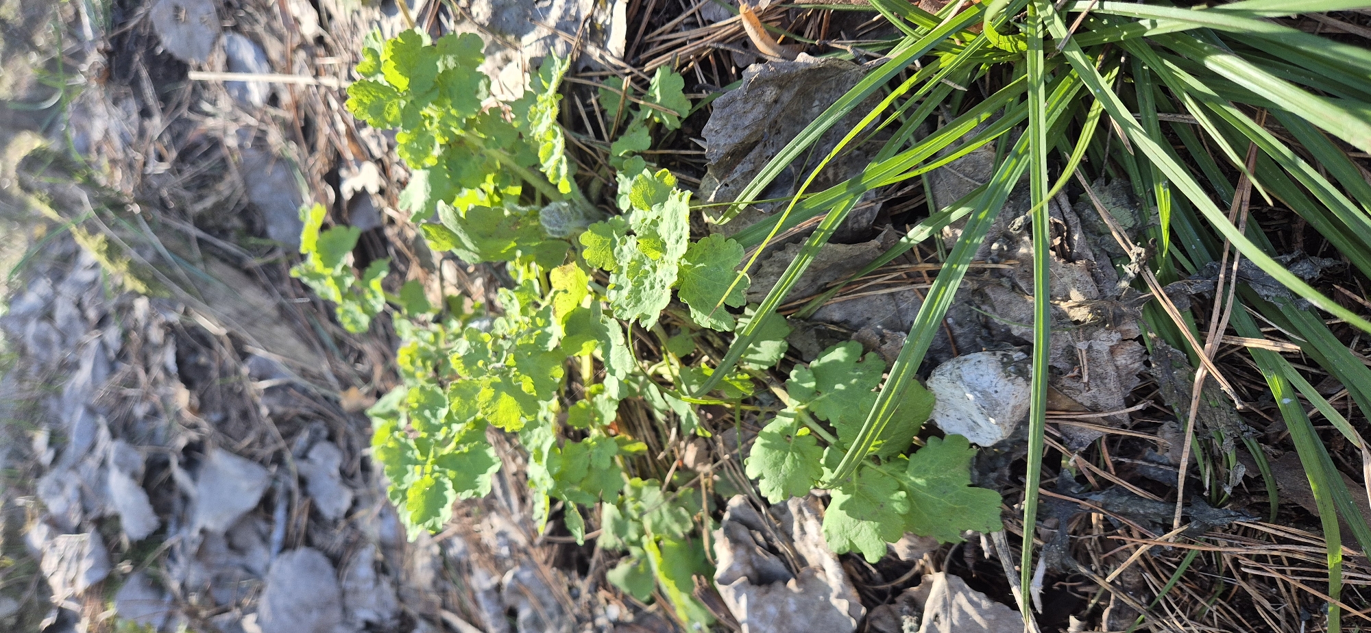 This close-up, ground-level photograph captures a vibrant natural scene, likely on a forest floor or a woodland edge. The primary subjects are two distinct types of green plants growing amidst a bed of dried organic matter.
On the left and central parts of the frame, a patch of light green, broad-leaved plants with scalloped or lobed edges sprawls across the ground. These leaves appear fresh and healthy, with some exhibiting a slightly textured or ruffled surface. One stem section of this plant shows a fuzzy or hairy texture.
To the right, a denser clump of thin, dark green, grass-like blades stands upright, contrasting with the broader leaves. The ground surrounding these plants is covered extensively with fallen debris, including numerous brown pine needles and various sizes of dry, crumpled leaves, suggesting a wooded environment. Scattered throughout the natural litter are a few small, light-colored stones or pebbles.
The lighting indicates a sunny day, with strong natural light casting bright highlights on the green foliage and distinct shadows on the ground, suggesting either morning or late afternoon sun. The image conveys a sense of new growth and life emerging from the remnants of an older season. No people, animals, or man-made objects are visible, and there is no discernible text.