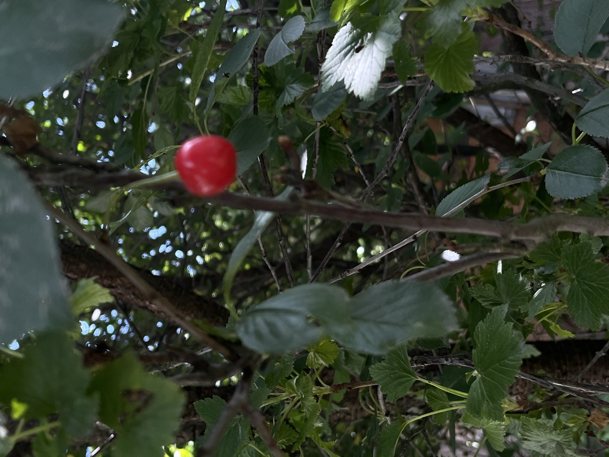 A single, ripe red cherry hangs from a branch, surrounded by lush green foliage and a network of thin, brown branches. The background is a blur of sunlight filtering through leaves, creating a dappled effect. The scene appears to be outdoors, possibly in a garden or park. There is no indication of any specific location in Lviv, Ukraine, in the provided image.