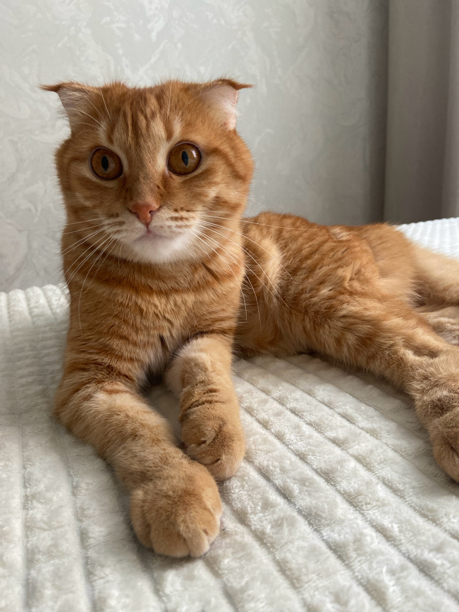 A ginger Scottish Fold cat is lying on a textured white blanket. The cat is facing the camera with its front paws crossed. The cat has large, round amber eyes and folded ears. The background is a neutral-colored textured wall with a hint of a grey curtain on the right. The scene appears to be indoors. This image is not located in the city of Balashikha, Russia.