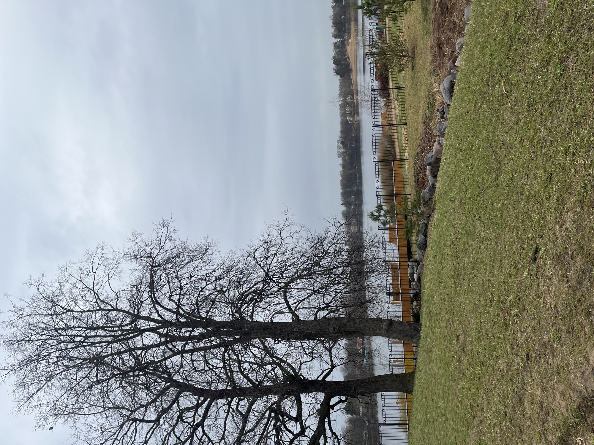 The image depicts a cloudy day at a waterfront location, likely in Saint Petersburg, Russia, given the landscape characteristics. A leafless tree occupies the foreground, its branches reaching towards the sky. A body of water stretches into the distance, bordered by a fence and green space on the right side. The fence is metal, with a decorative design. The green space appears to be a grassy lawn, extending from the fence towards the right edge of the image. In the distance, across the water, there are signs of habitation, including trees and buildings. The sky is overcast, suggesting a damp or cool climate.