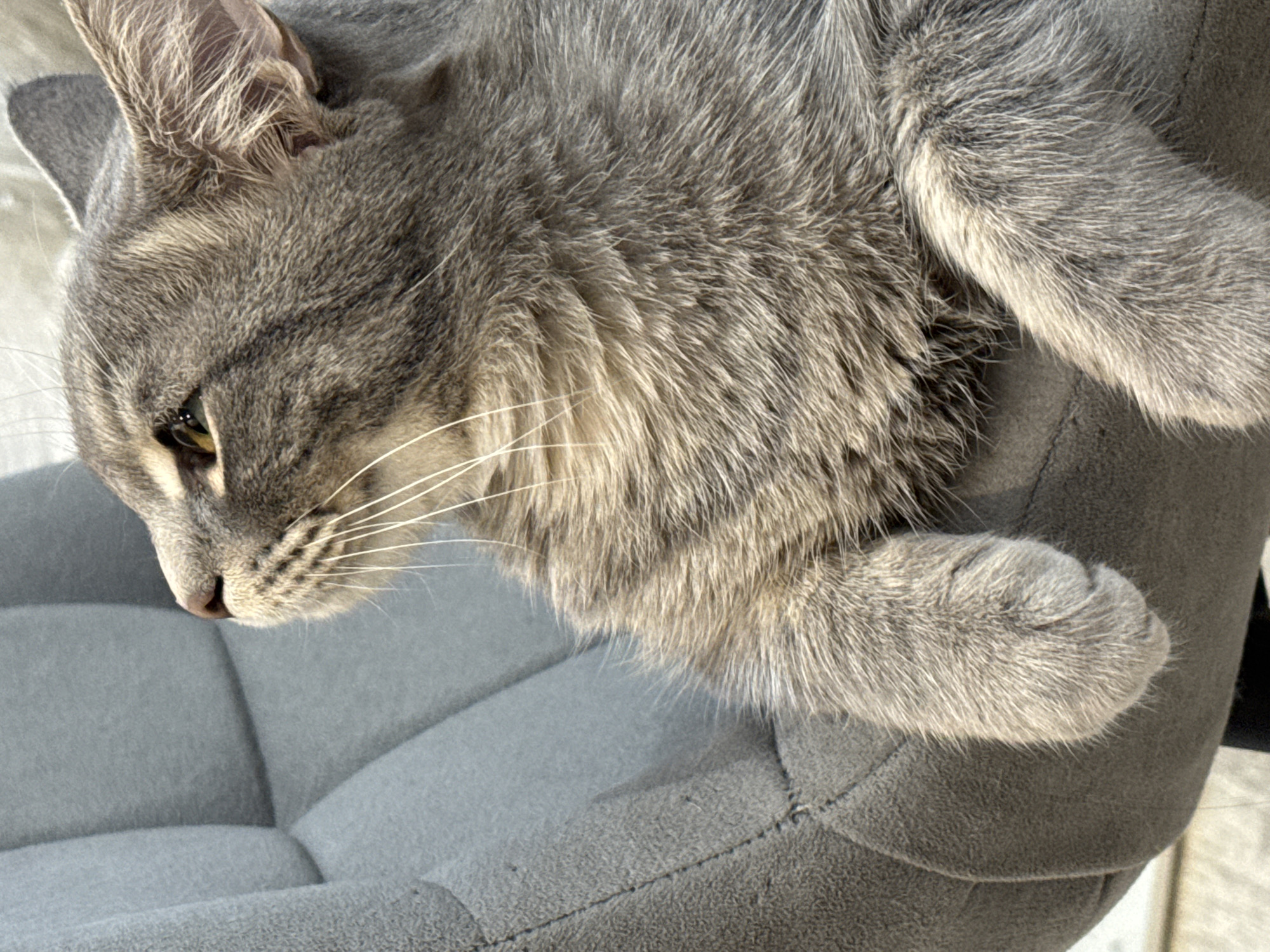 An overhead shot captures a gray tabby cat resting on a matching gray upholstered chair or cushion. The cat's head is turned to the left, looking downwards with its yellowish-green eye partly visible. Its fur displays varied shades of gray, with darker tabby stripes and lighter undercoat, especially noticeable on its chest and paws. Long, white whiskers extend from its snout, which has a small, light pinkish-brown nose. One ear is visible, showing fine internal hairs. The cat appears calm and relaxed. Its front paw is curled up on the soft, textured surface of the chair. The lighting is bright, suggesting a daytime scene indoors. There is no visible text in the image.