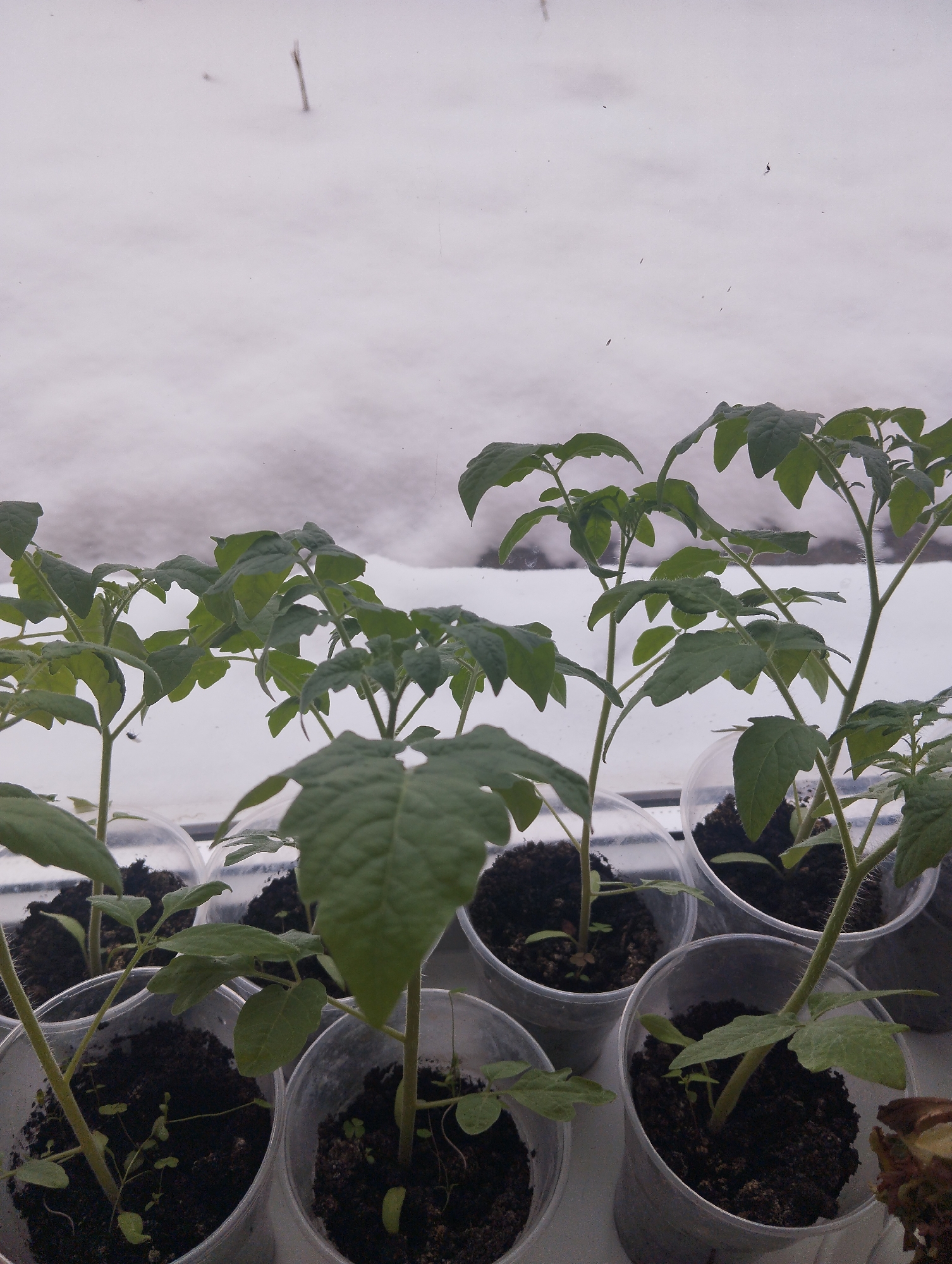 Tomato seedlings in clear plastic cups sit on a windowsill, with a view of snow-covered ground outside. The plants have green leaves and stems. The soil in the cups appears dark and moist. The location is Krasnogorskoye, Russia.