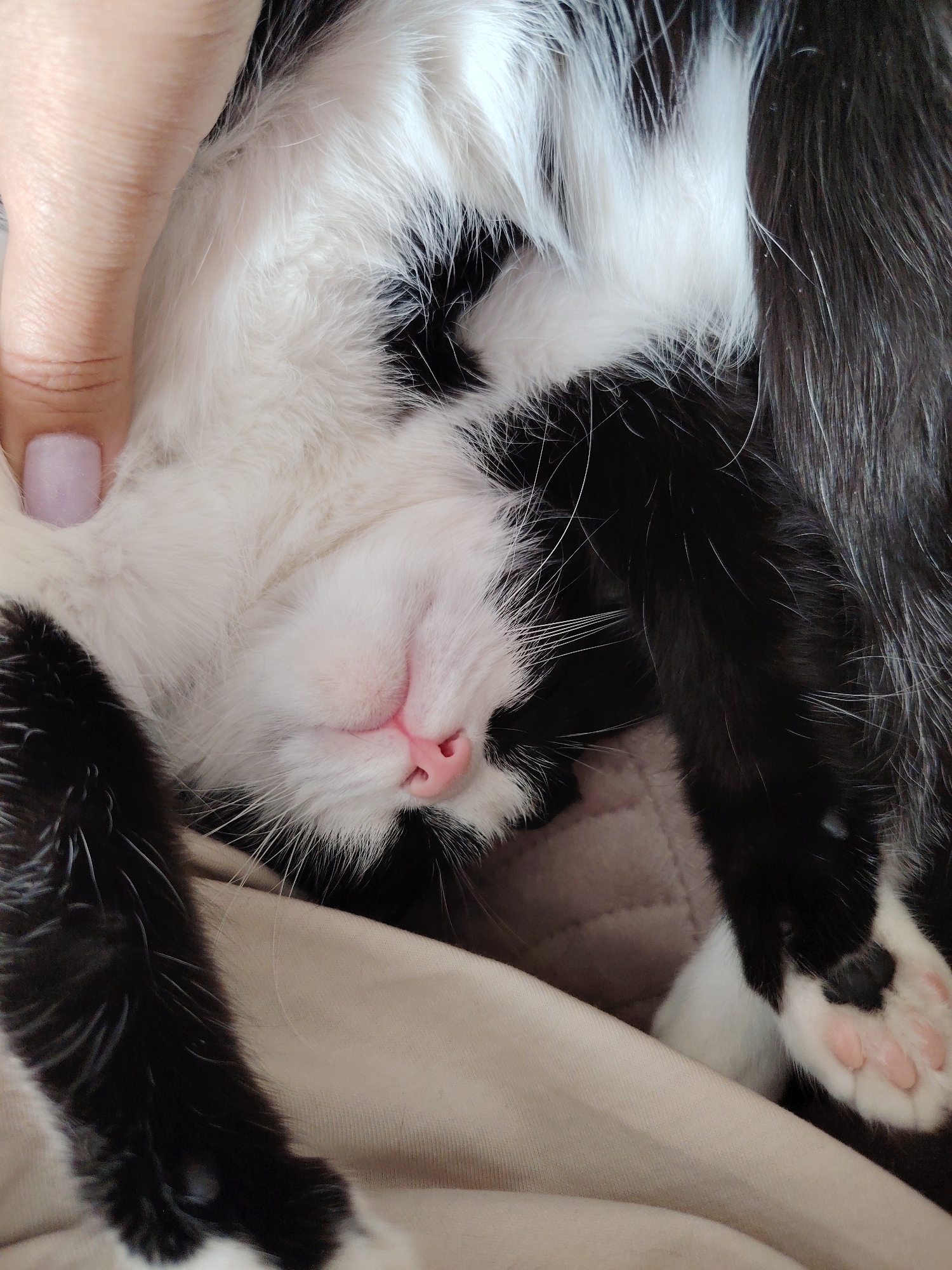 An overhead close-up shows a black and white bicolored cat sleeping on a light beige textile surface in an indoor setting. The cat's head is inverted, displaying white fur on its face, a pink nose, and white whiskers. A human hand, with light skin tone and a fingernail painted with pale pink polish, gently makes contact with the cat's white fur near its head. Black fur sections of the cat's body and a paw with pink pads are visible. Location: City of Unknown, Unknown.